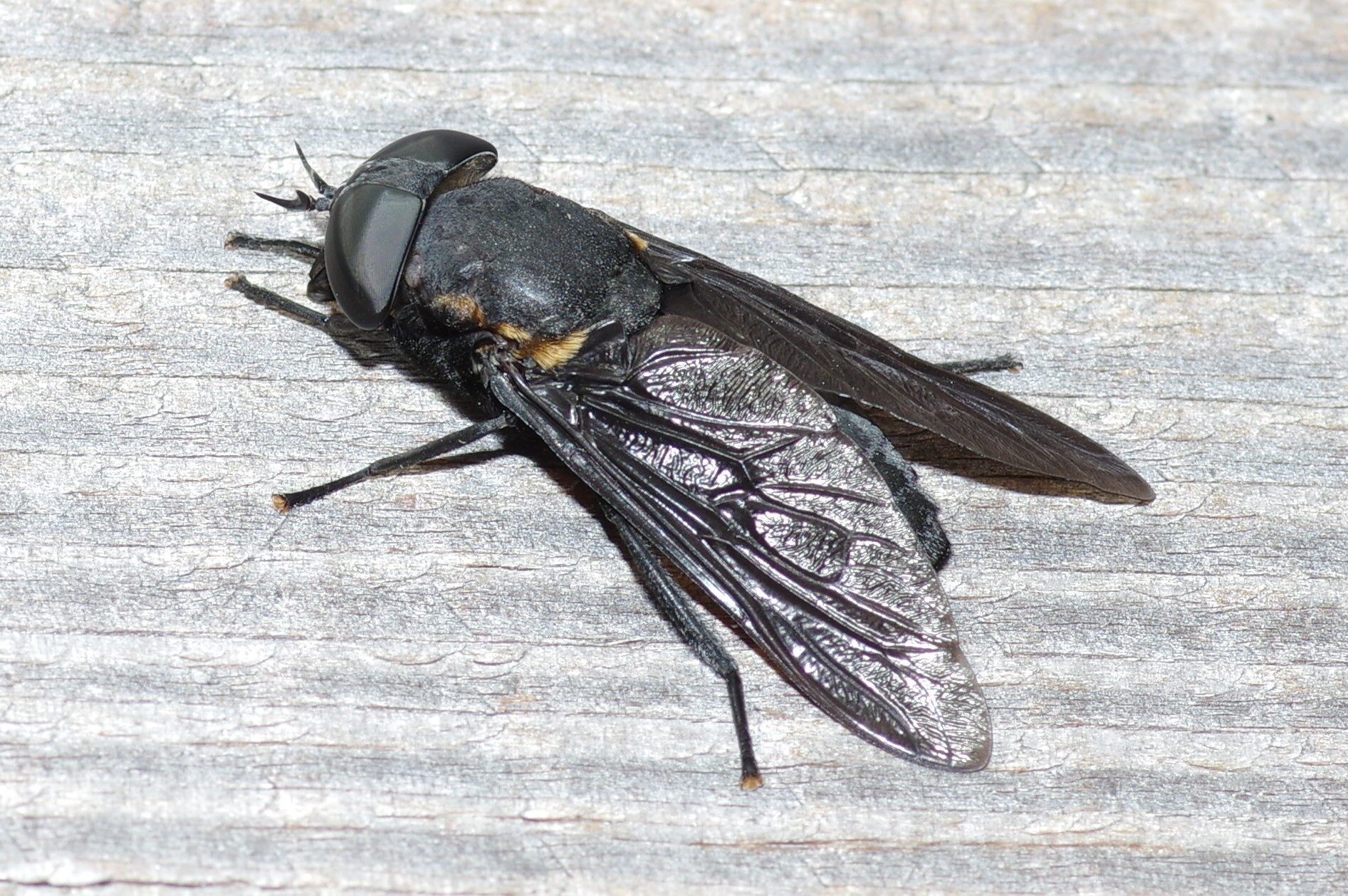 Black Horse Fly
