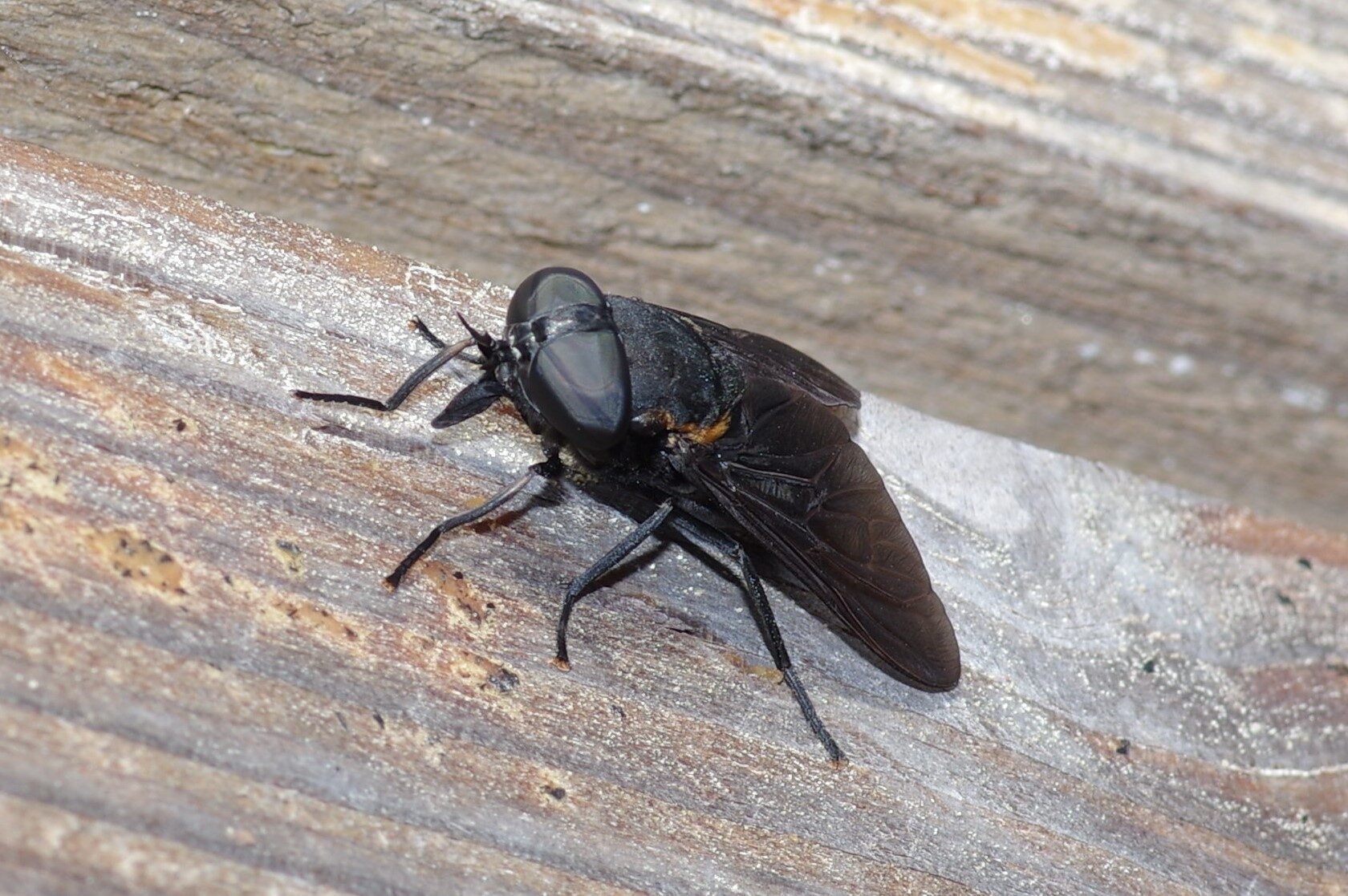 Black Horse Fly