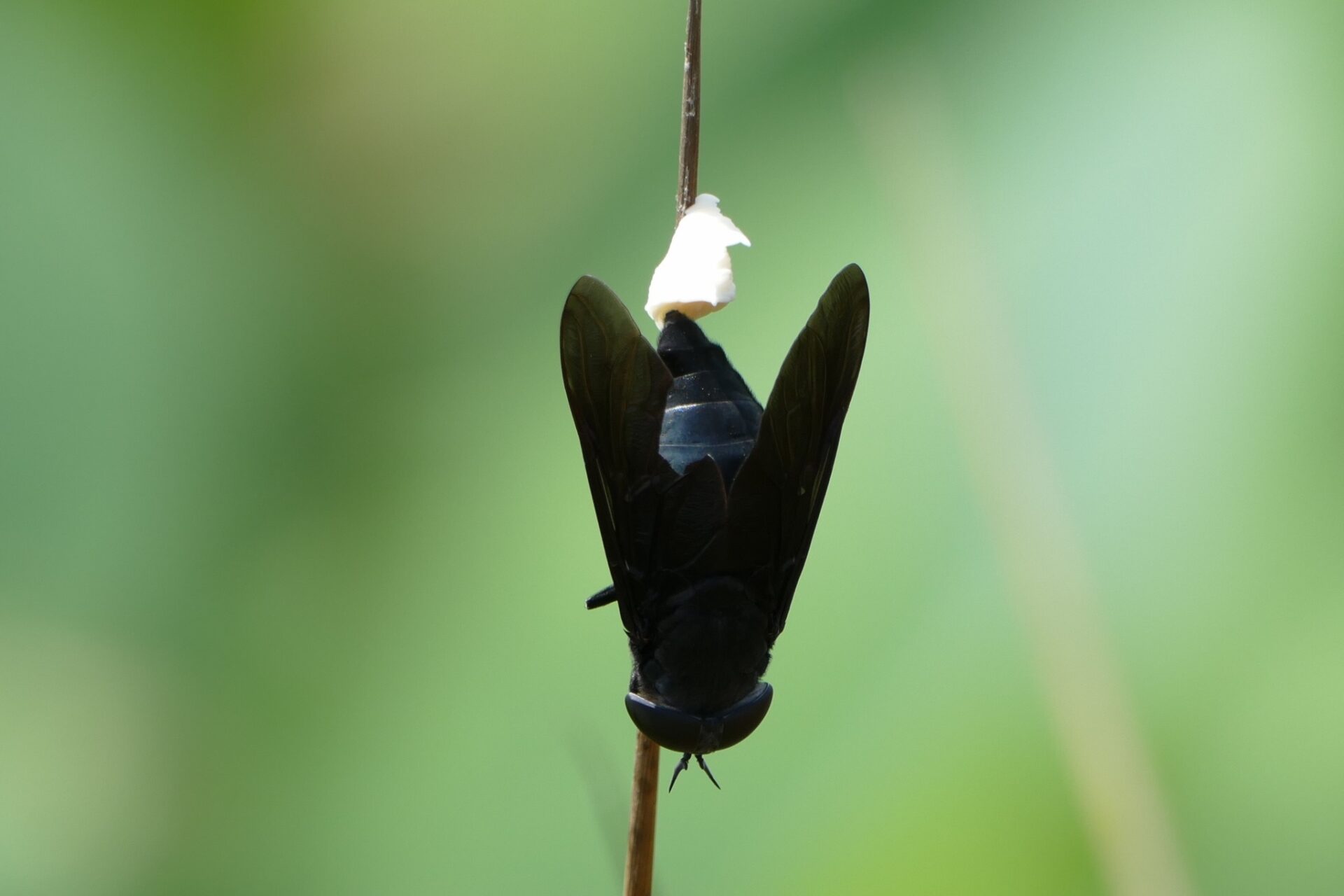 Black Horse Fly