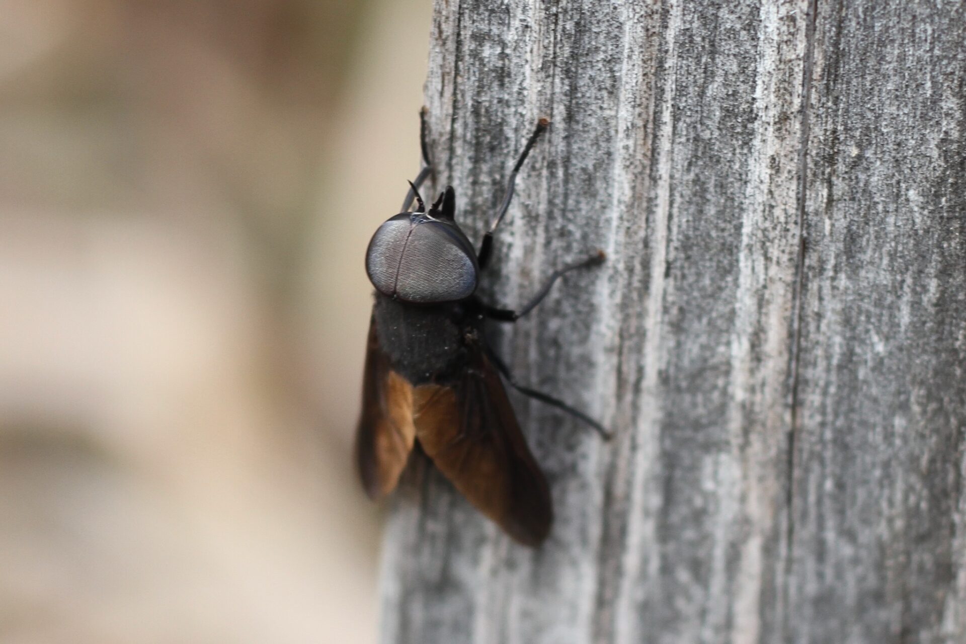 Black Horse Fly