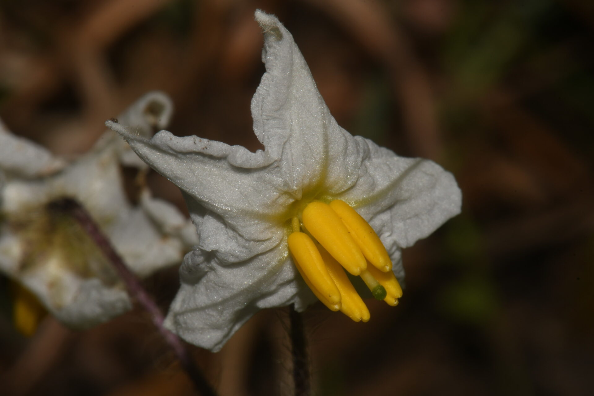 Carolina Horsenettle