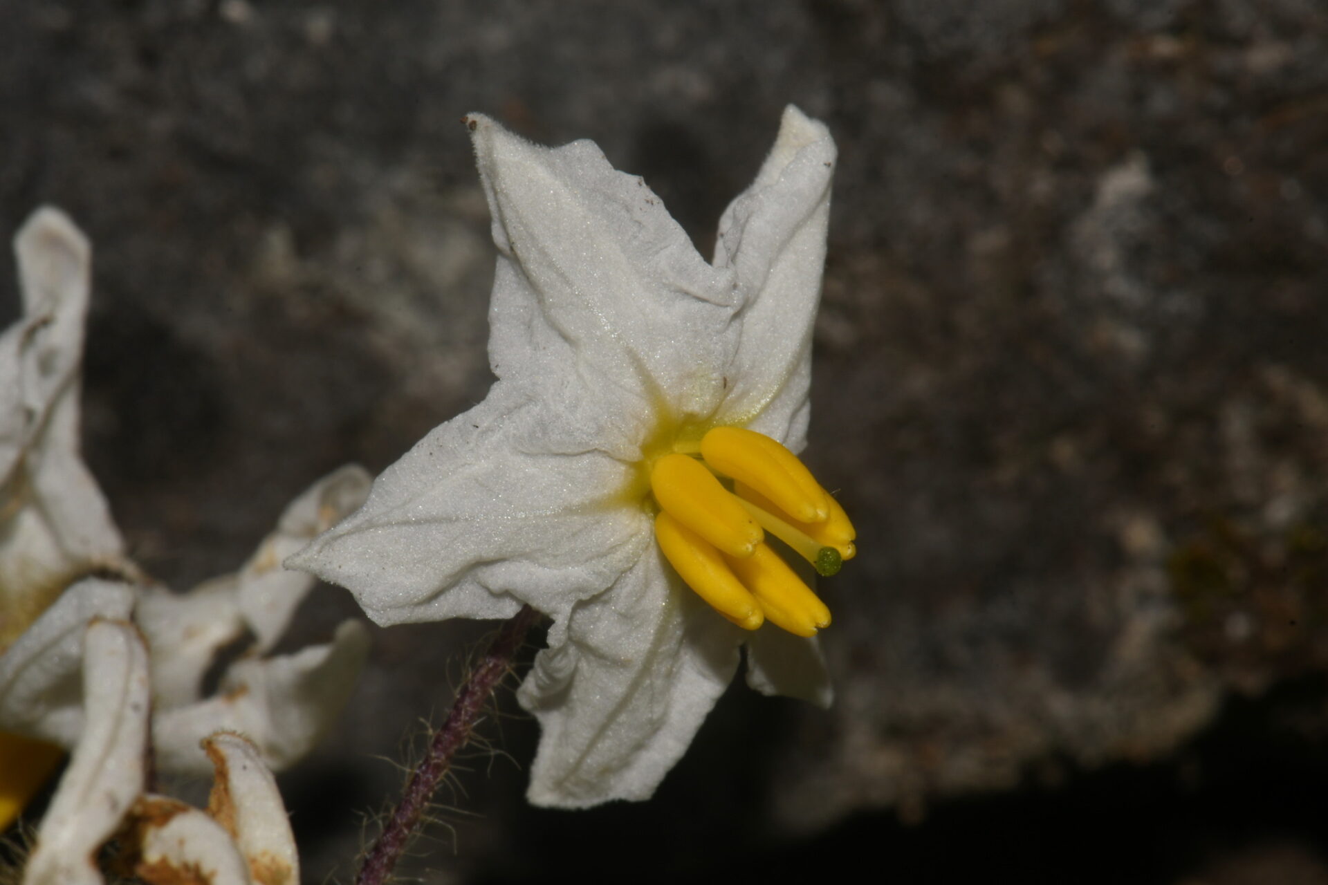 Carolina Horsenettle