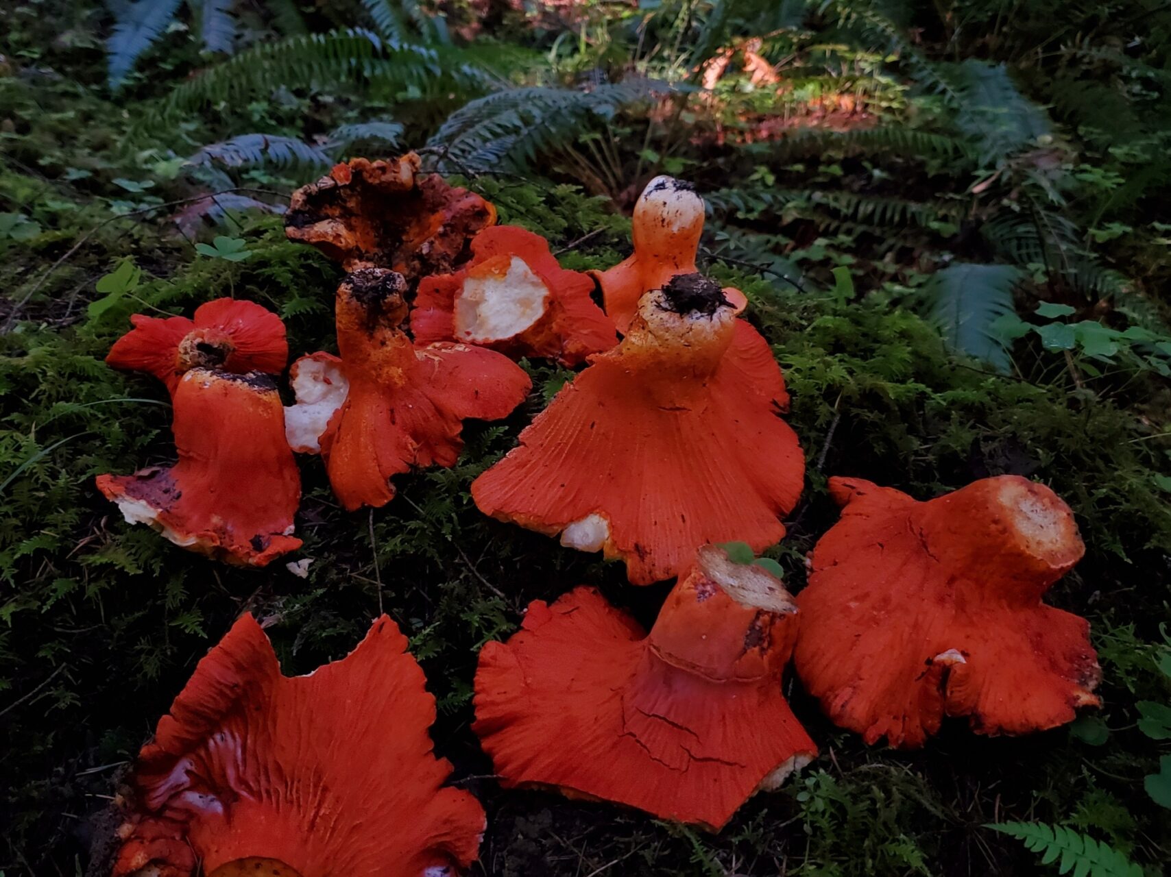 Lobster Mushroom