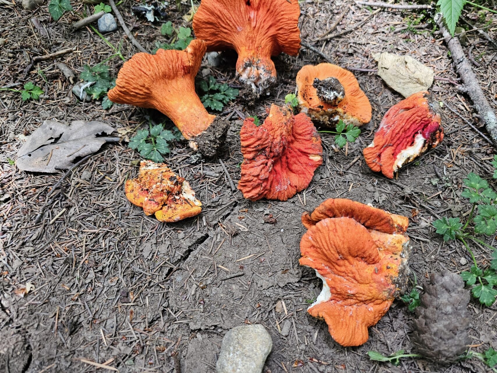 Lobster Mushroom