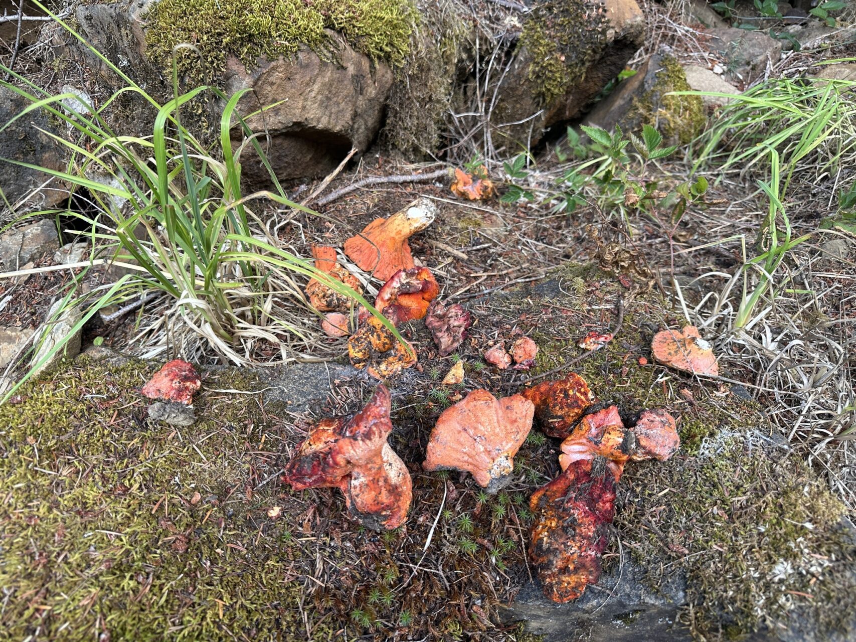 Lobster Mushroom