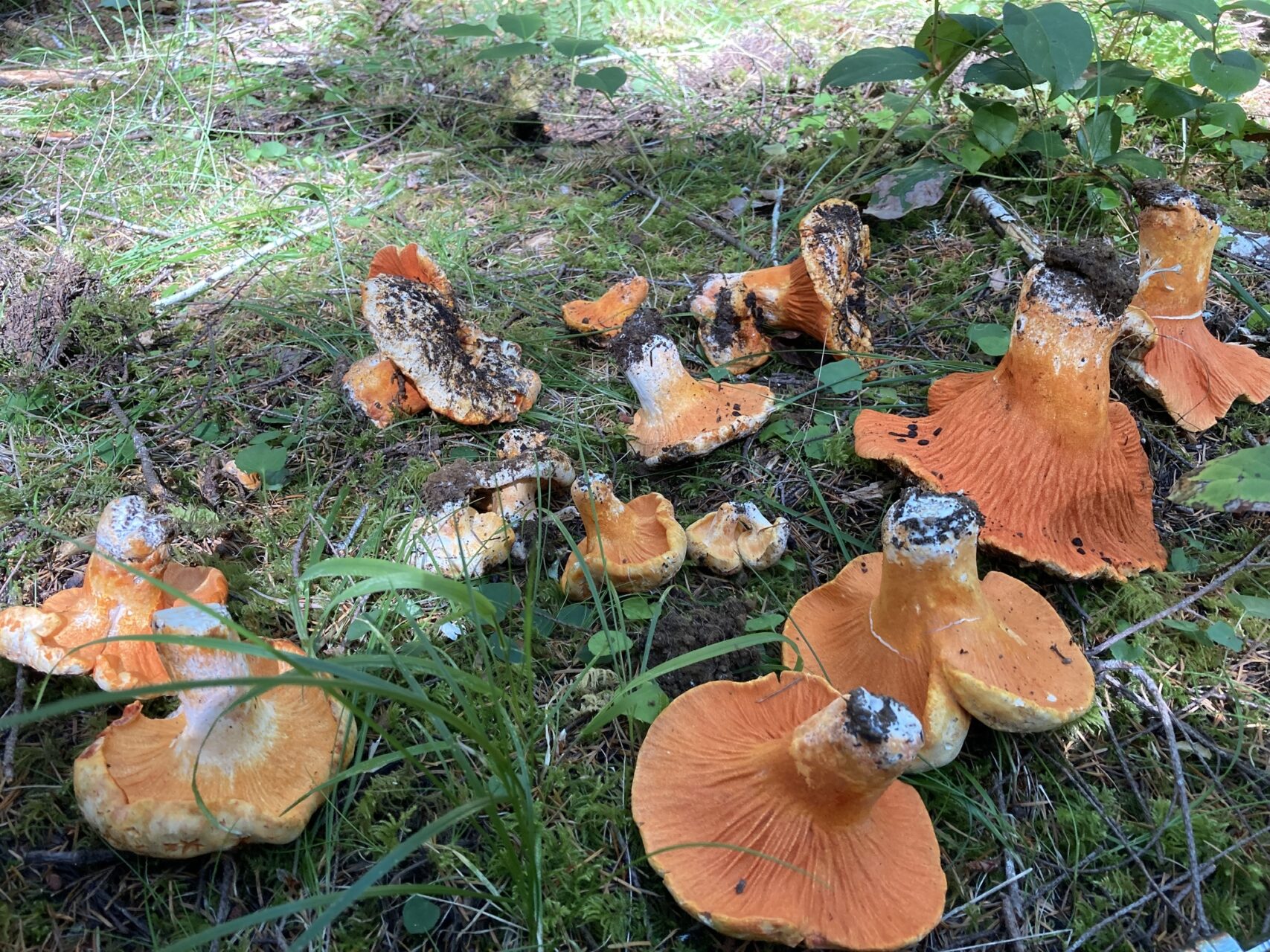 Lobster Mushroom