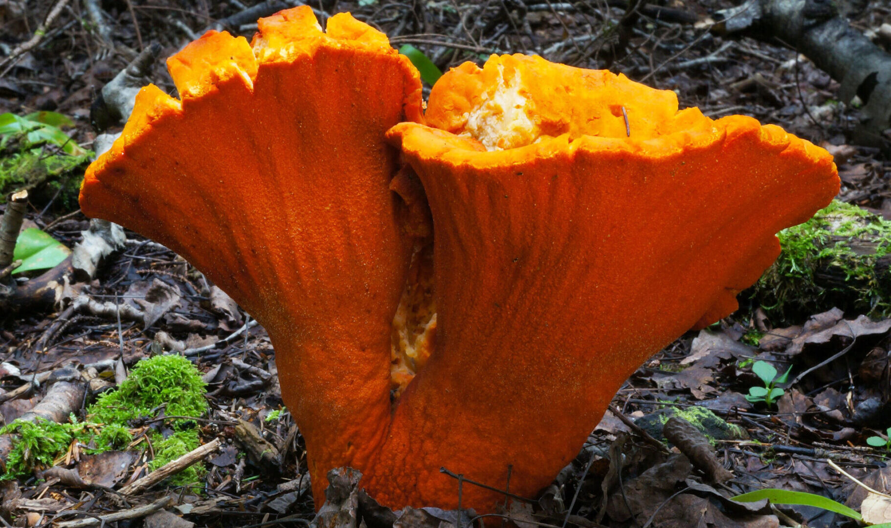 Lobster Mushroom