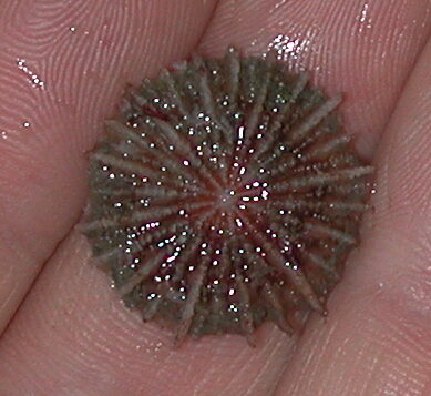 Mushroom Coral