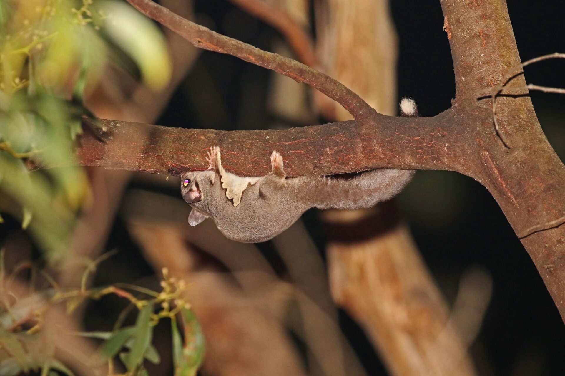 Sugar Glider