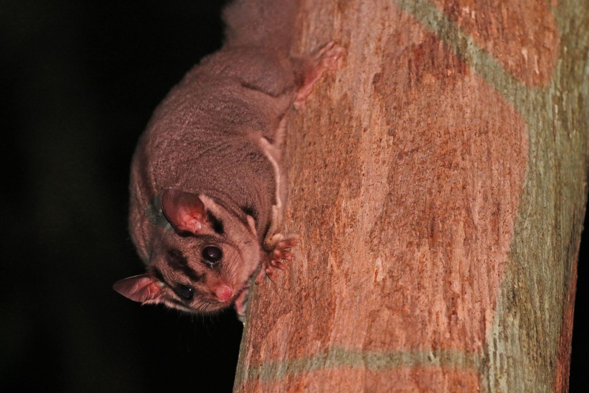 Sugar Glider