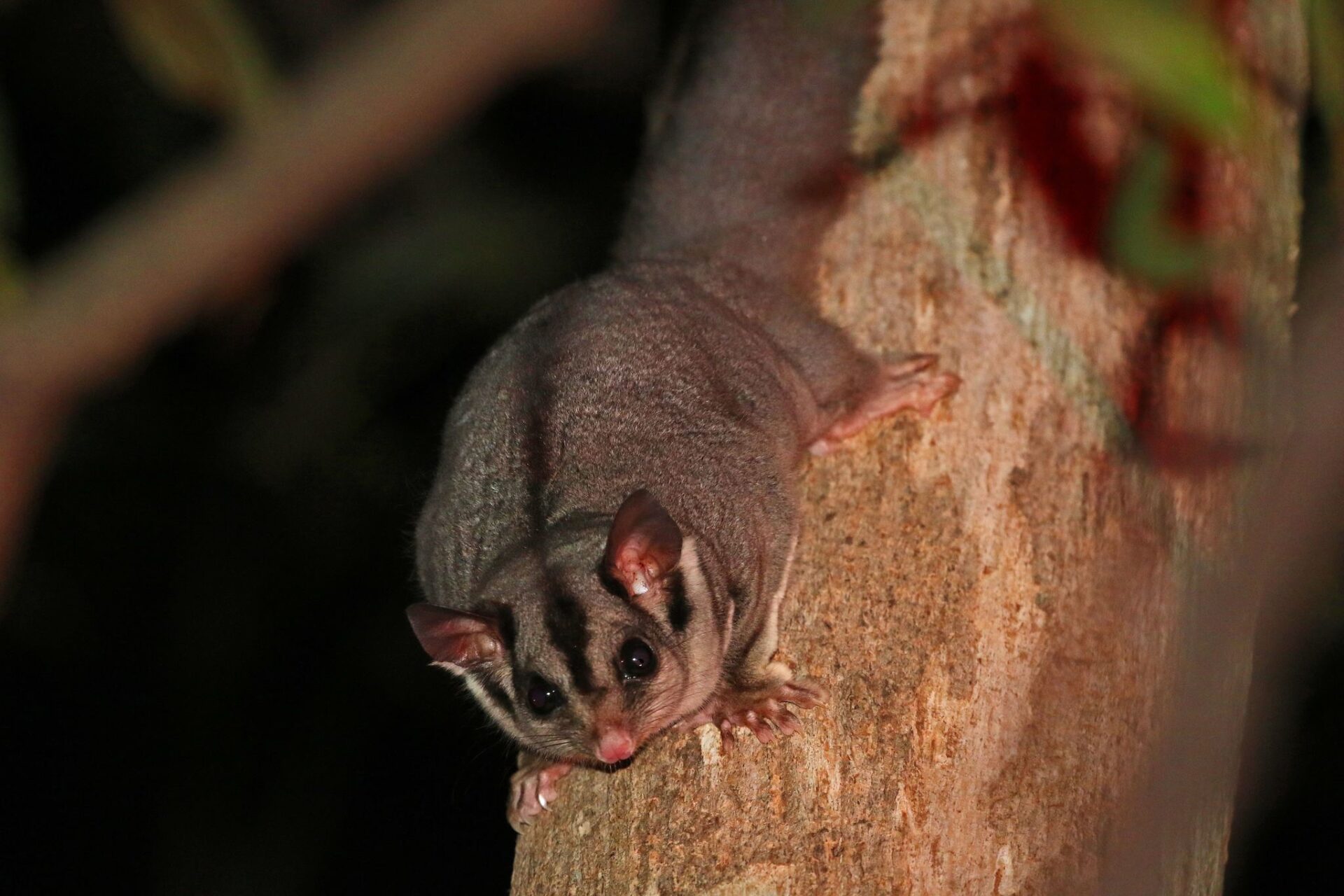 Sugar Glider