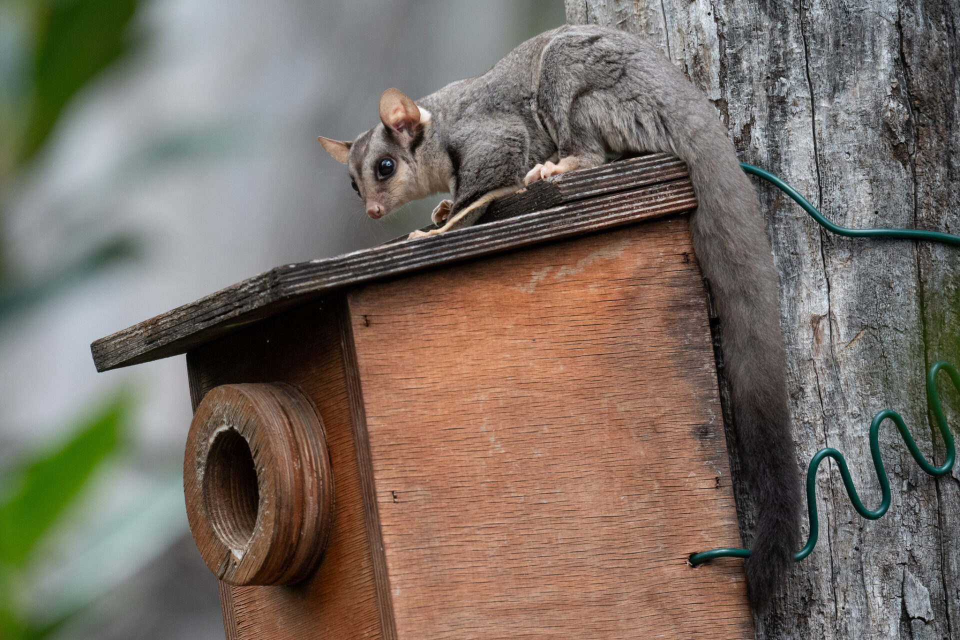 Sugar Glider