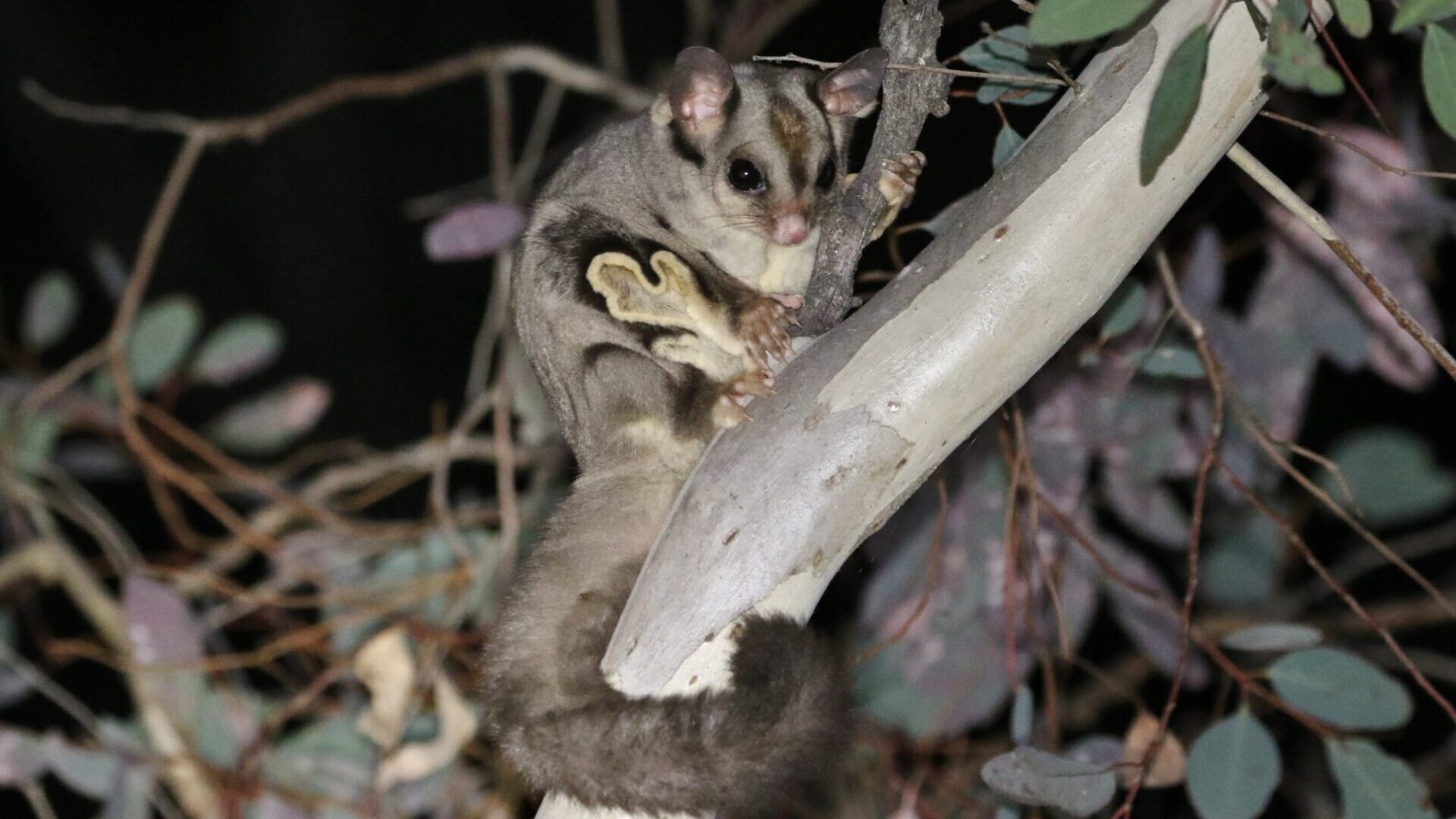 Sugar Glider