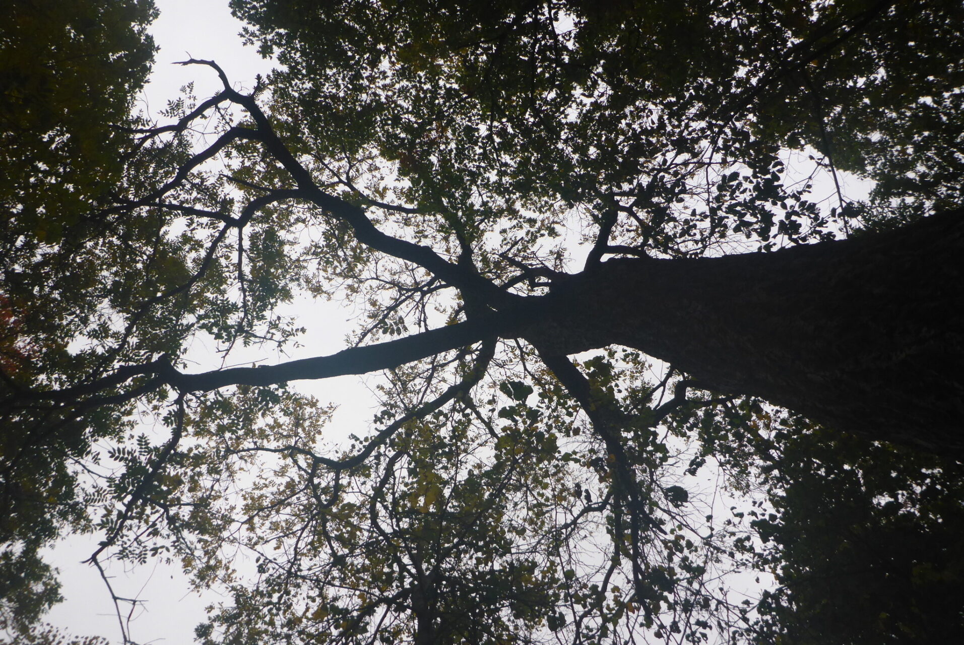 White Walnut