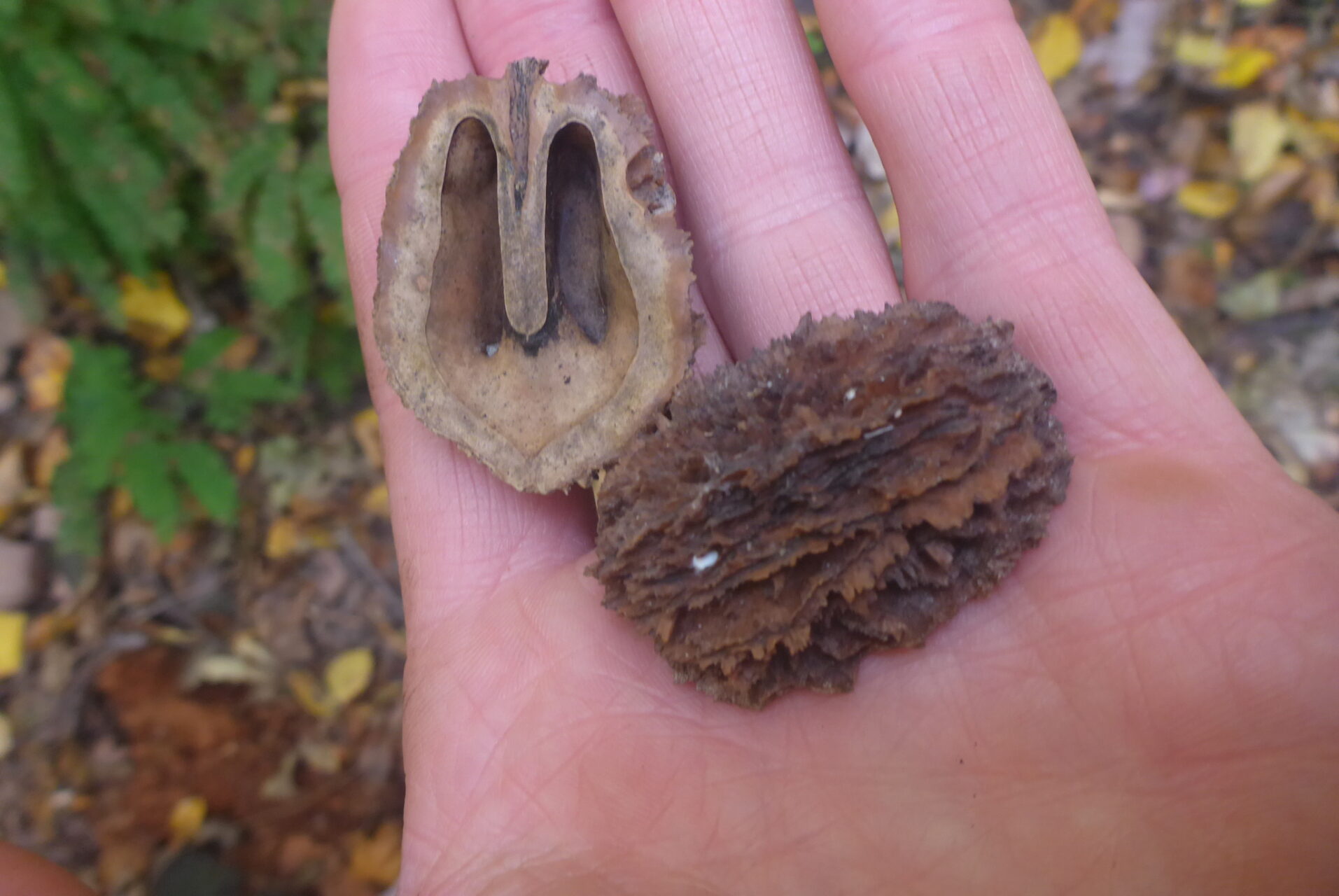 White Walnut