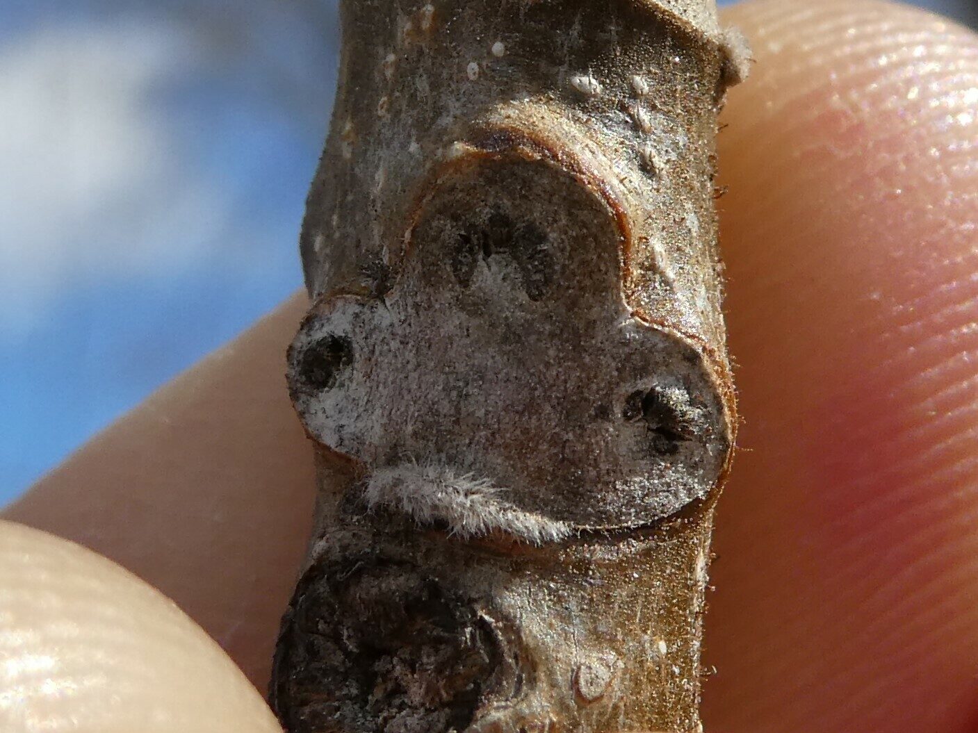 White Walnut