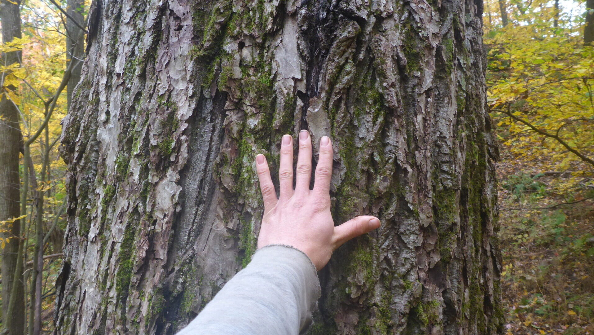 White Walnut