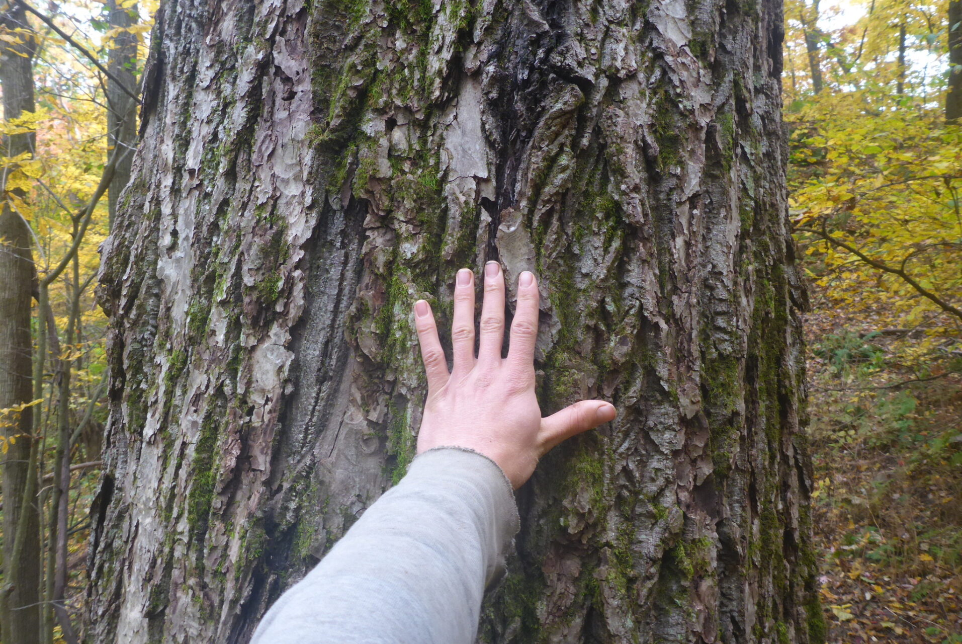 White Walnut