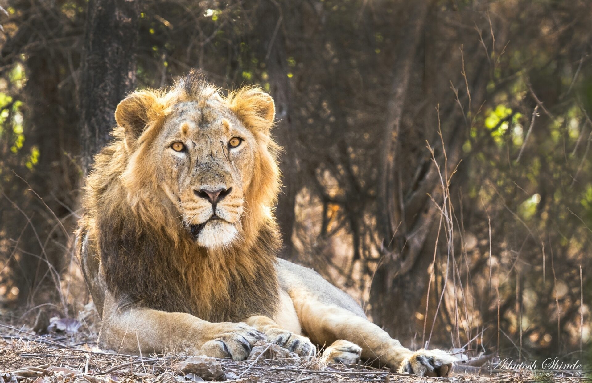 African Lion