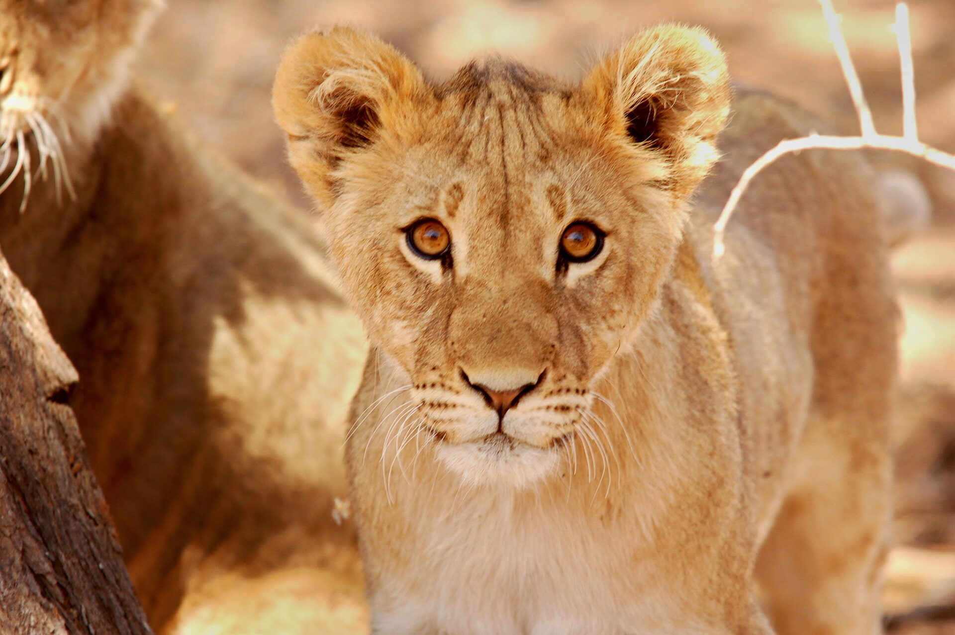African Lion