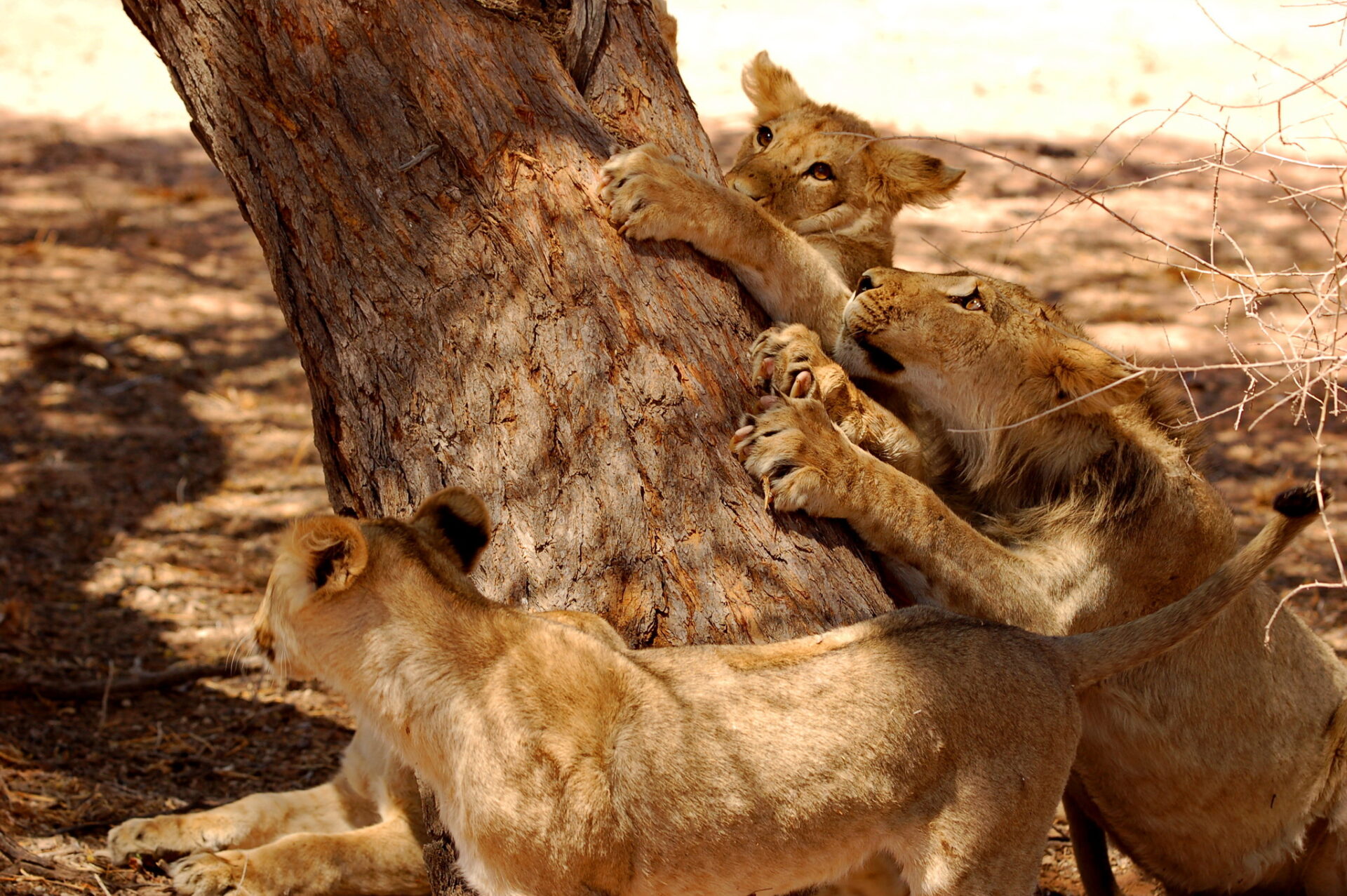African Lion