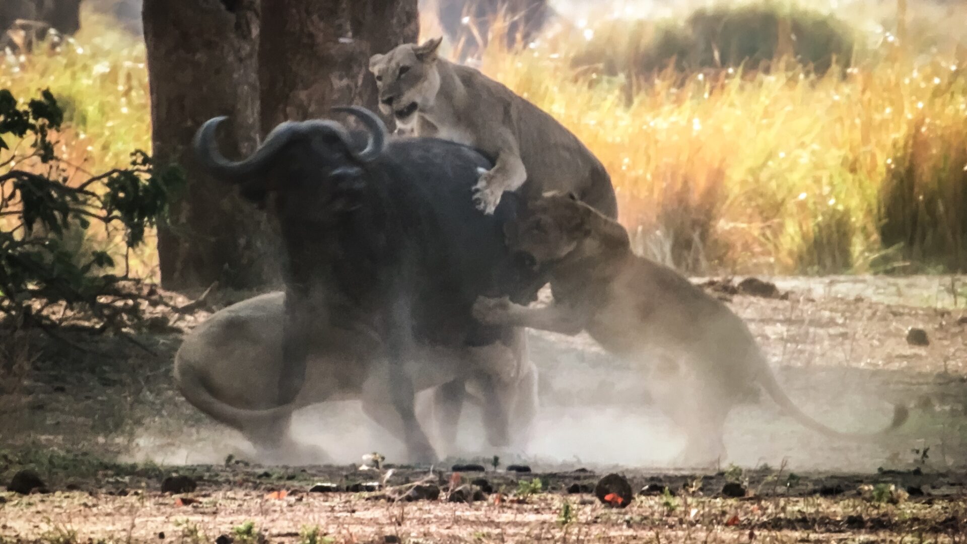 African Lion