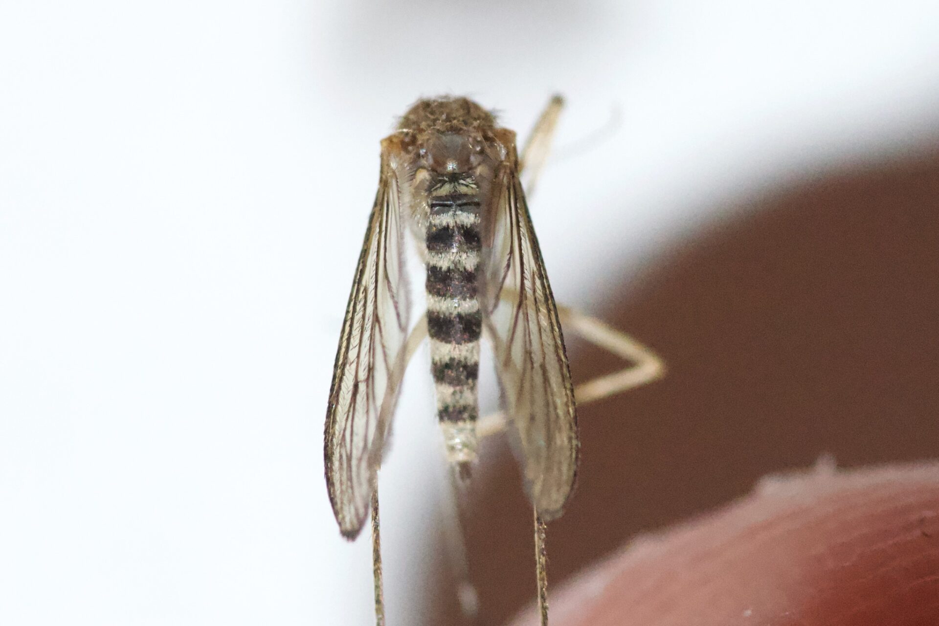 Woodland Mosquito