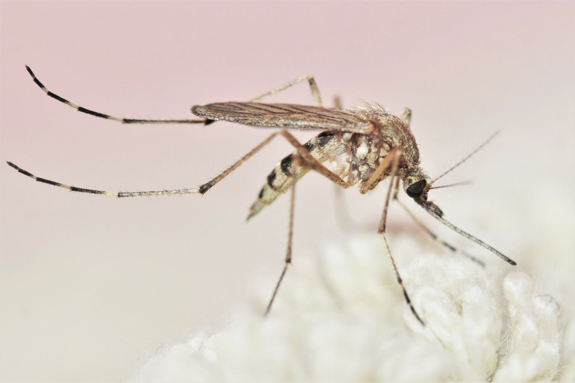 Woodland Mosquito