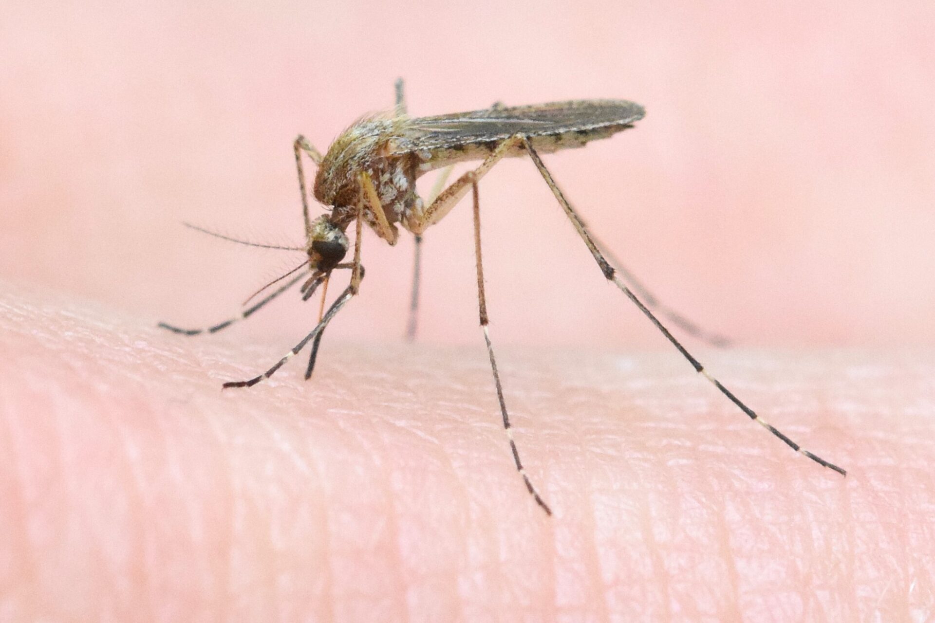 Woodland Mosquito
