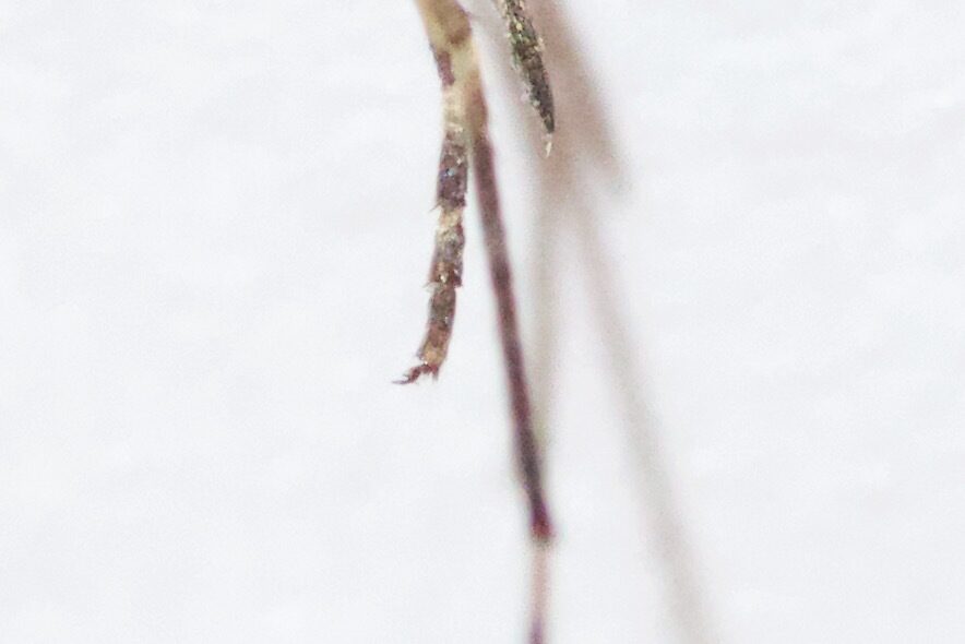 Woodland Mosquito