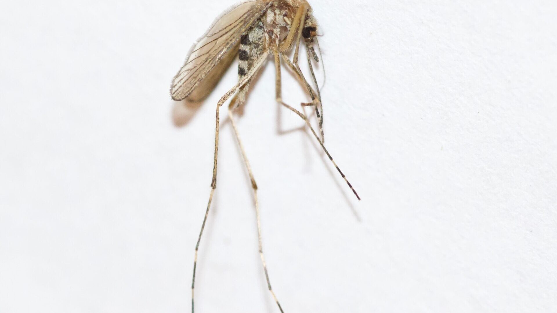 Woodland Mosquito