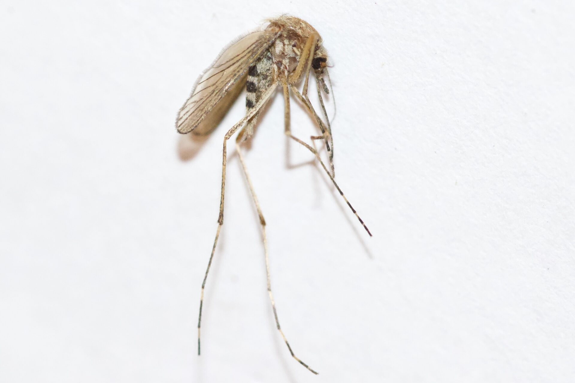 Woodland Mosquito
