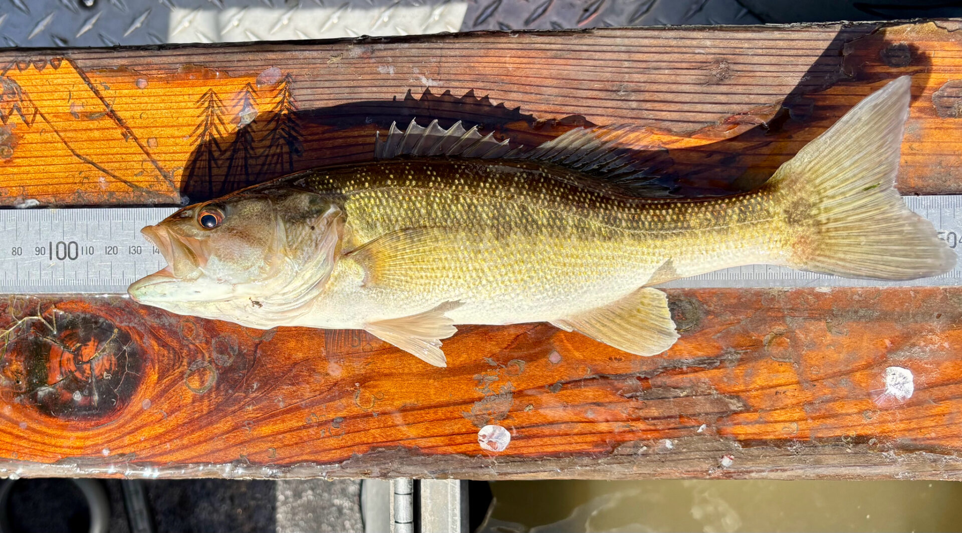 Alabama bass