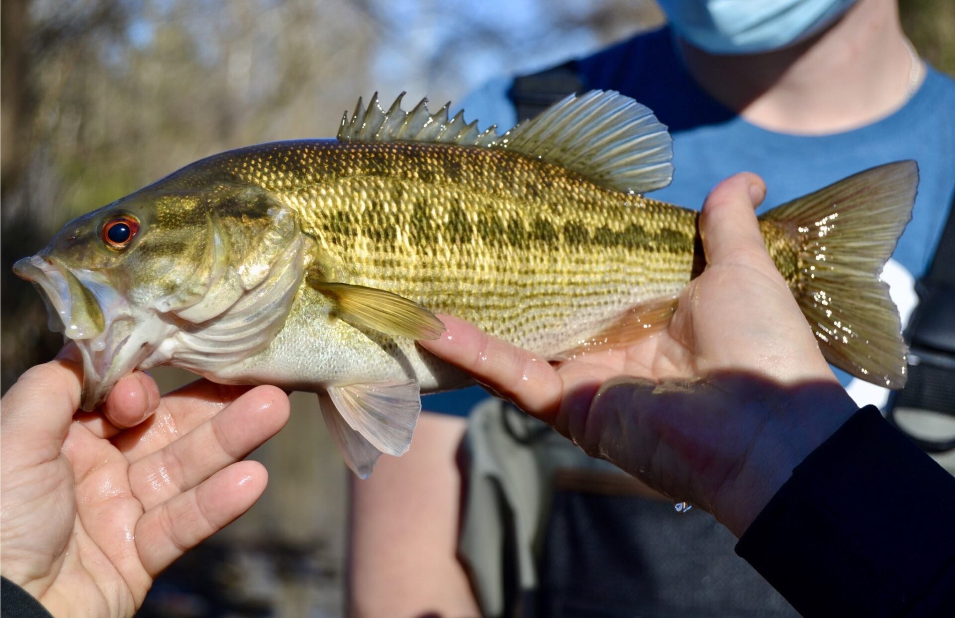 Alabama bass