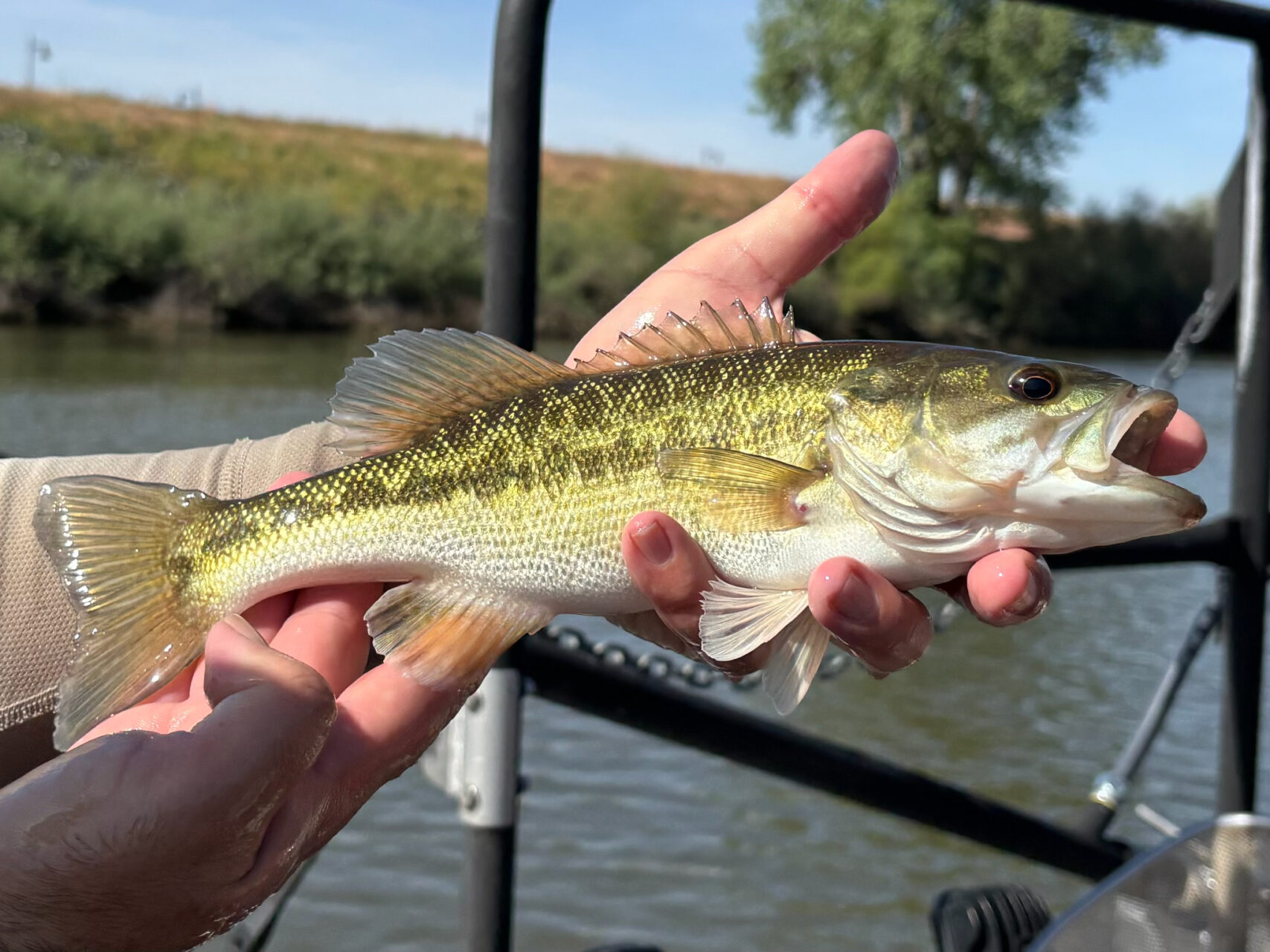 Alabama bass