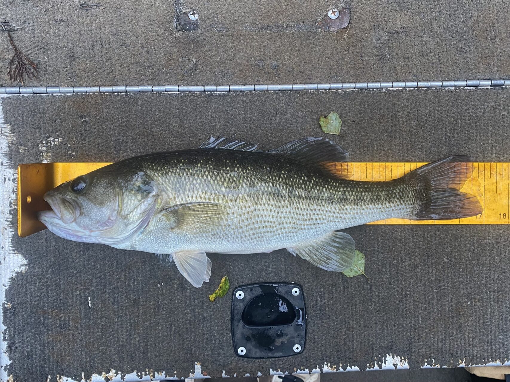 Alabama bass