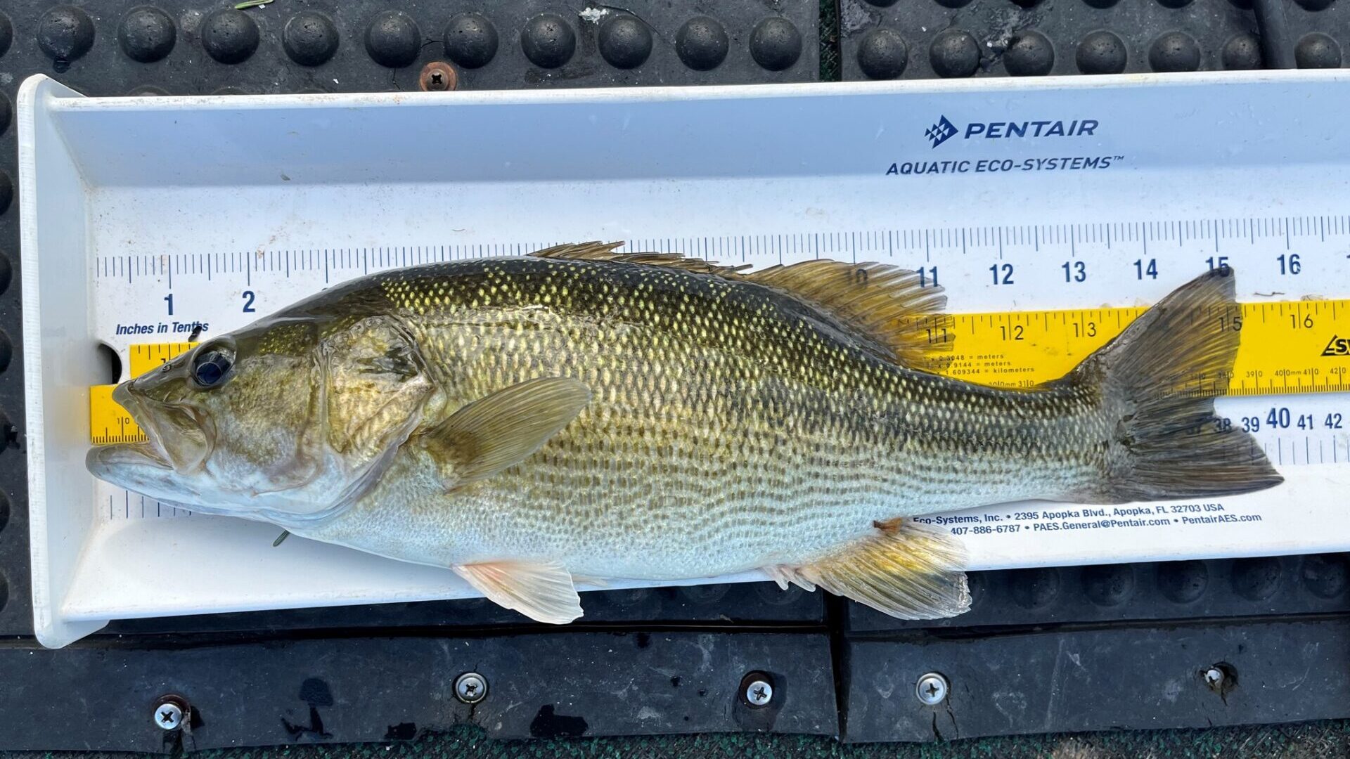 Alabama bass