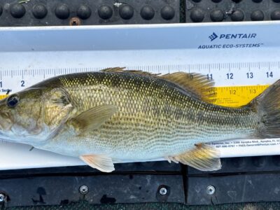 Alabama bass