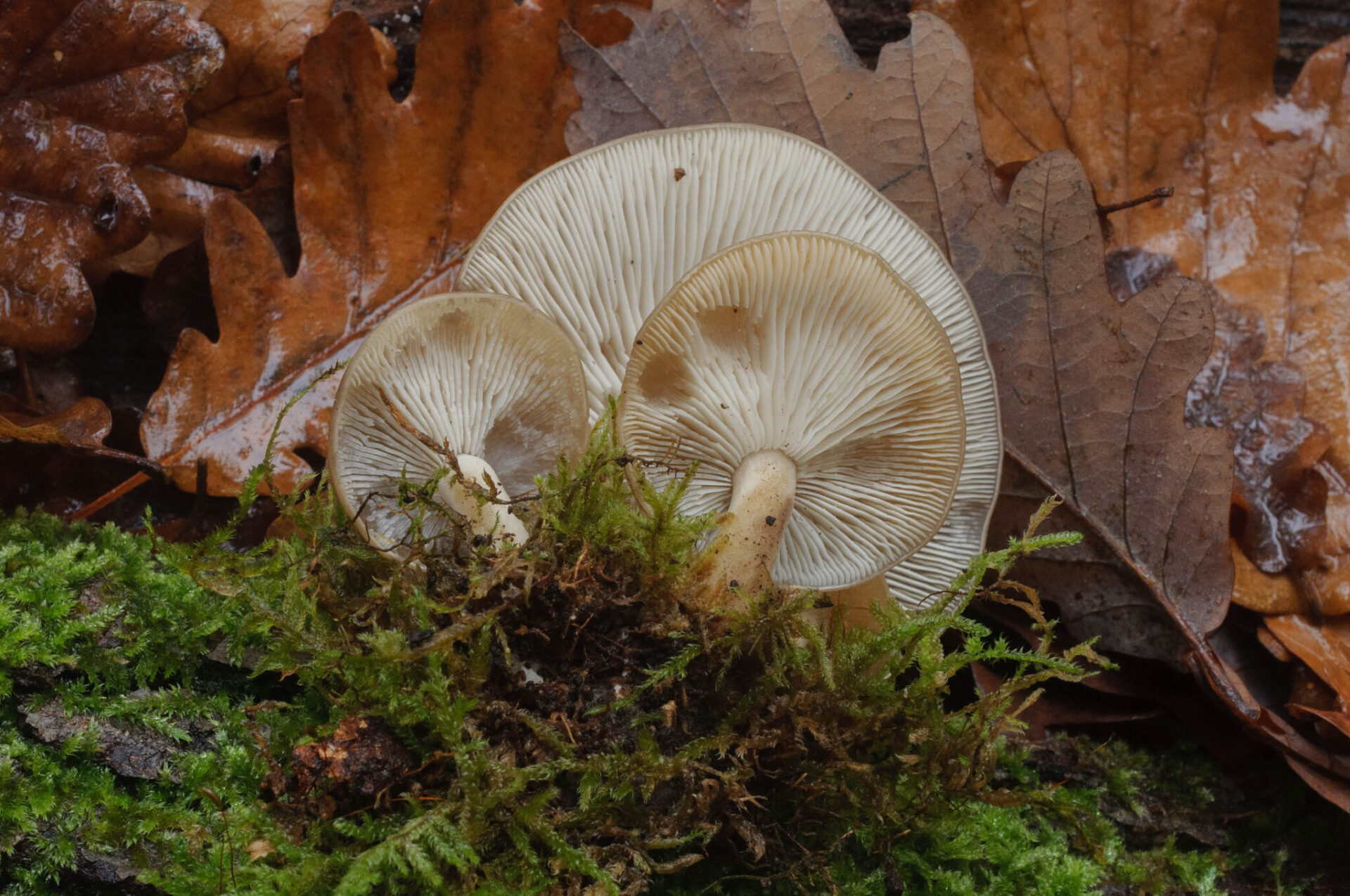 Hypsizygus tessulatus