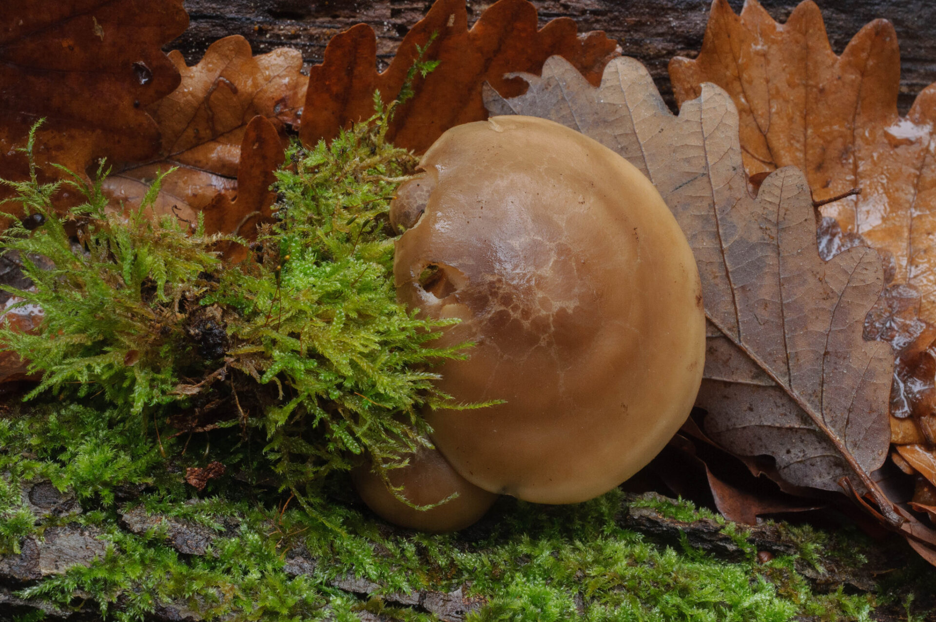 Hypsizygus tessulatus