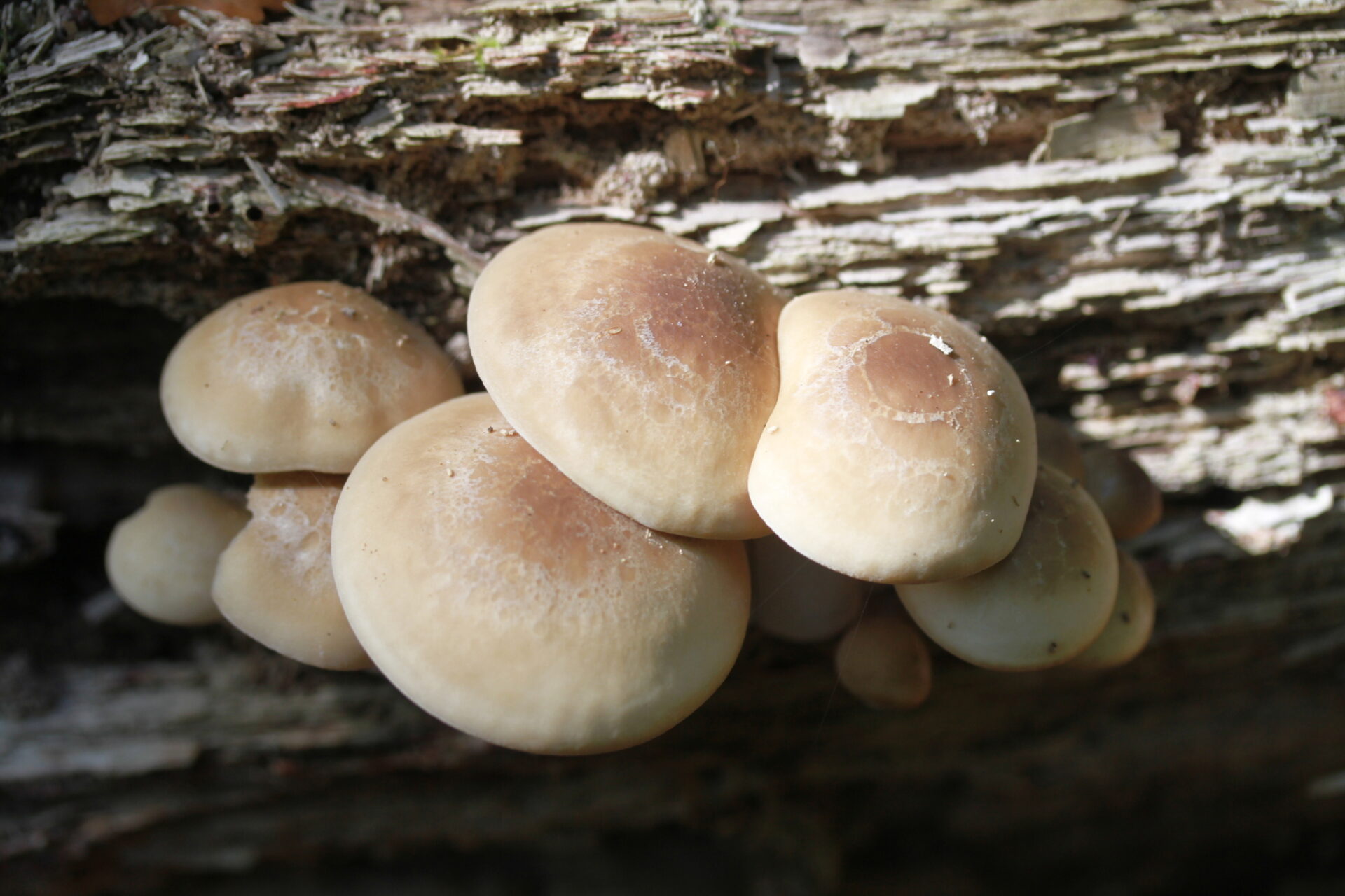 Hypsizygus tessulatus