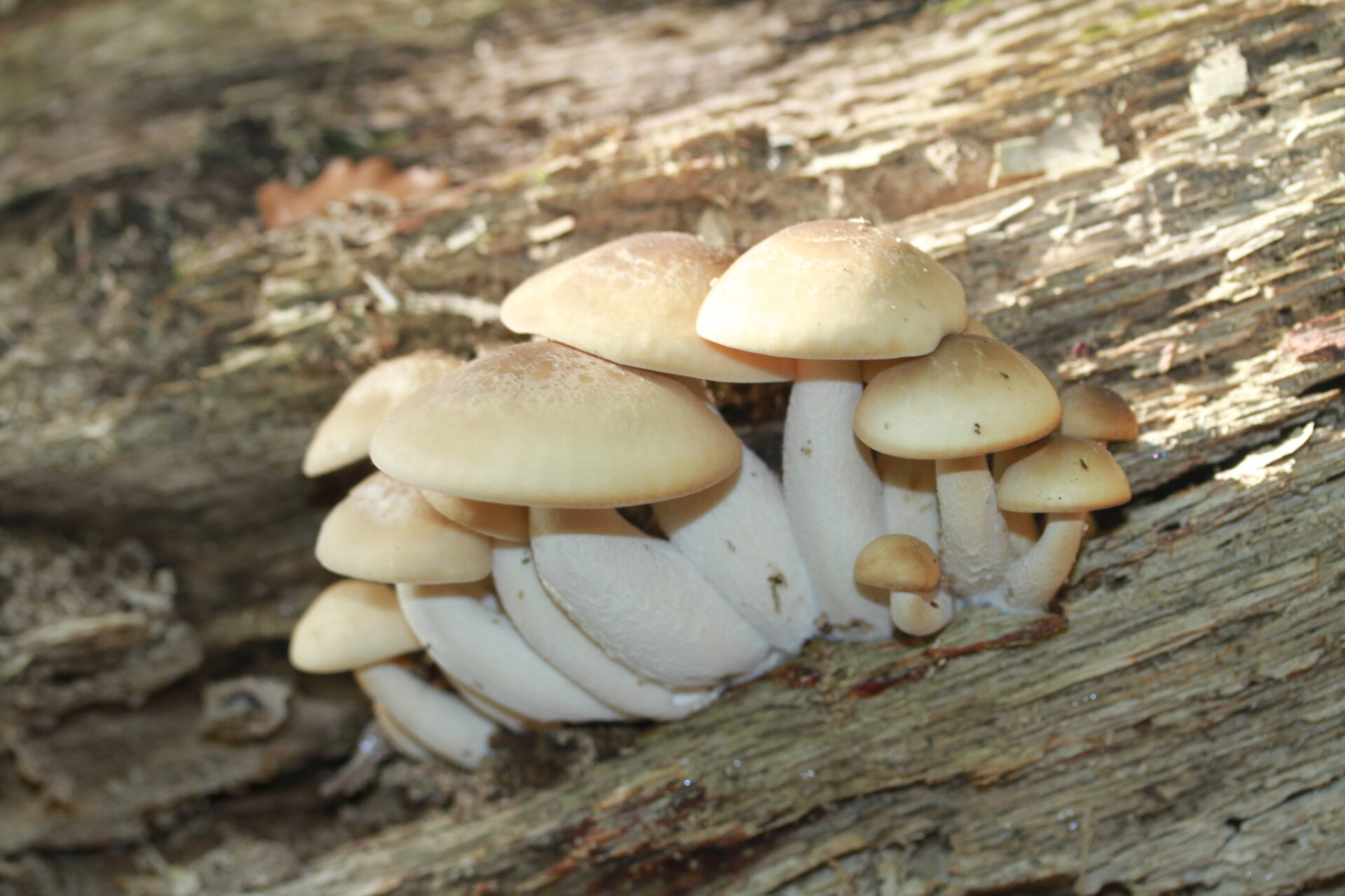 Hypsizygus tessulatus