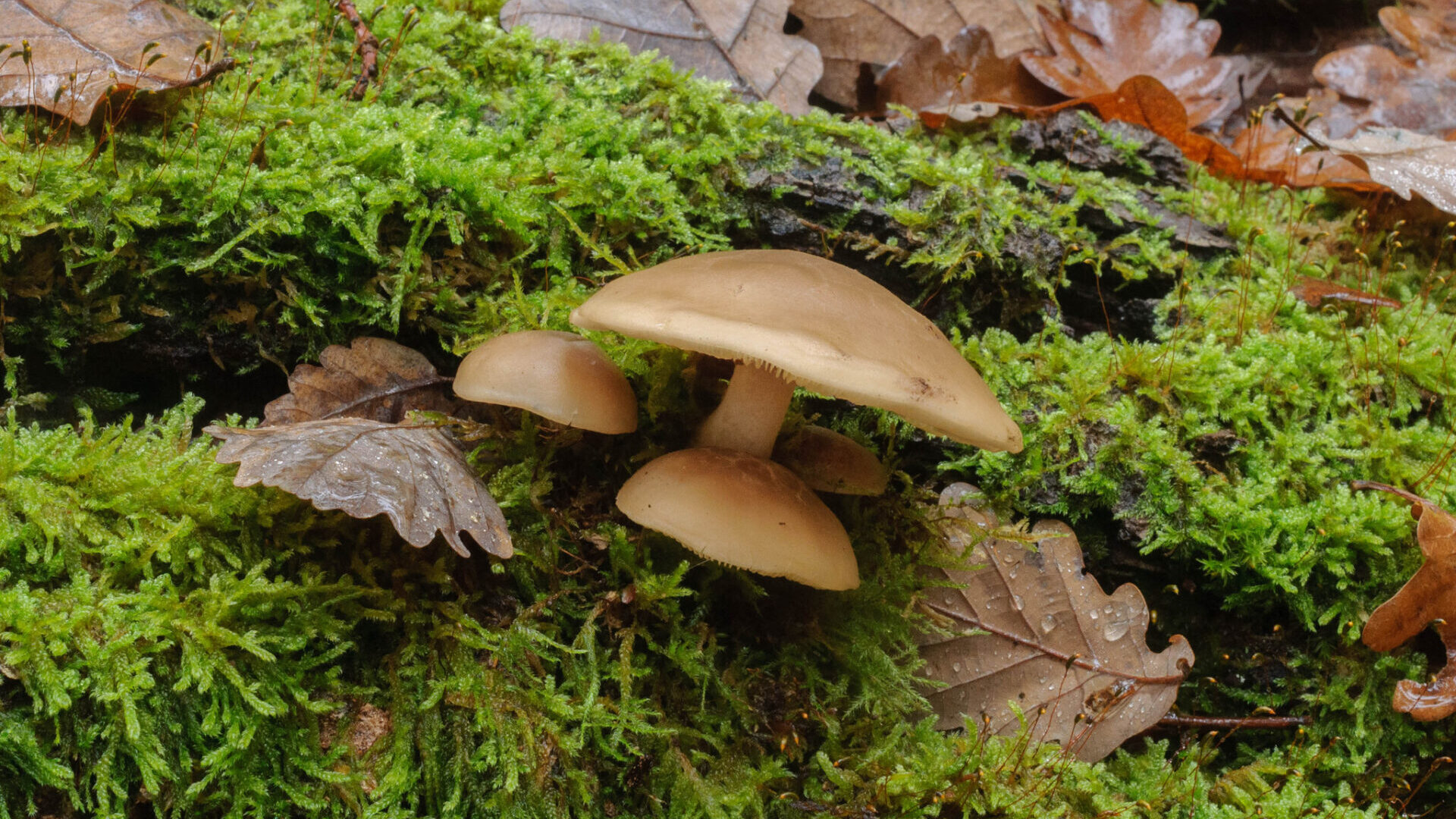 Hypsizygus tessulatus