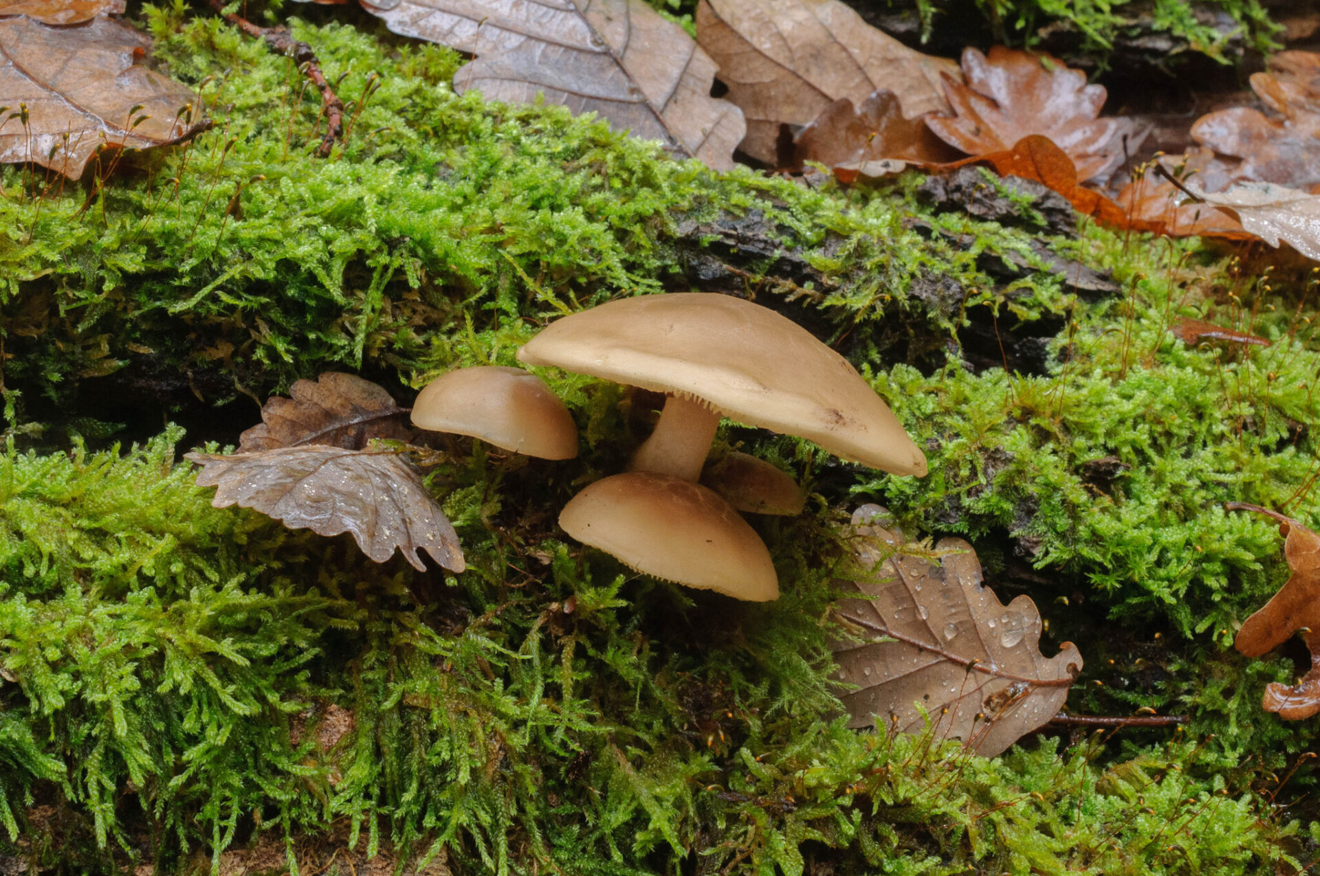 Hypsizygus tessulatus