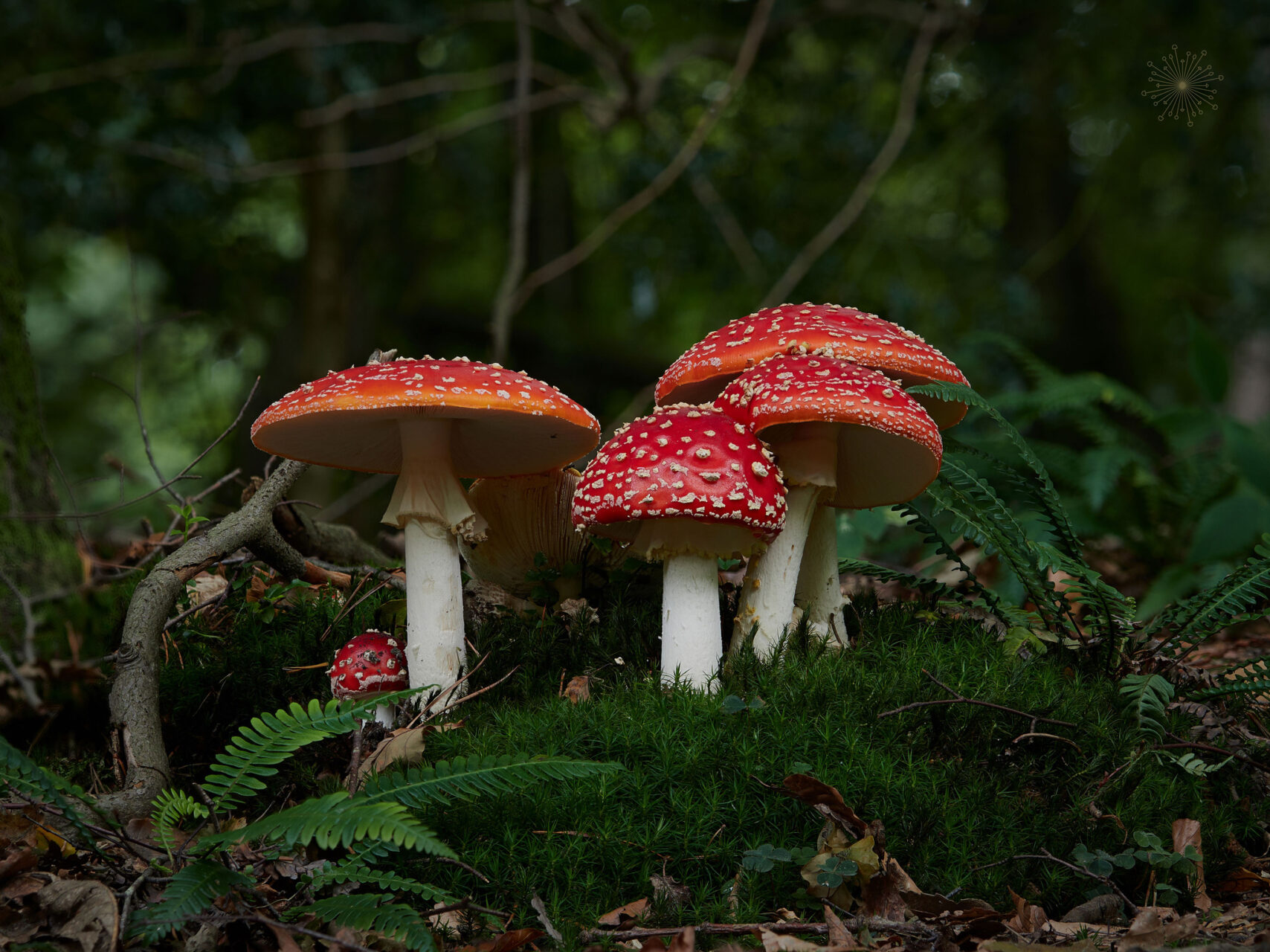 Fly Agaric