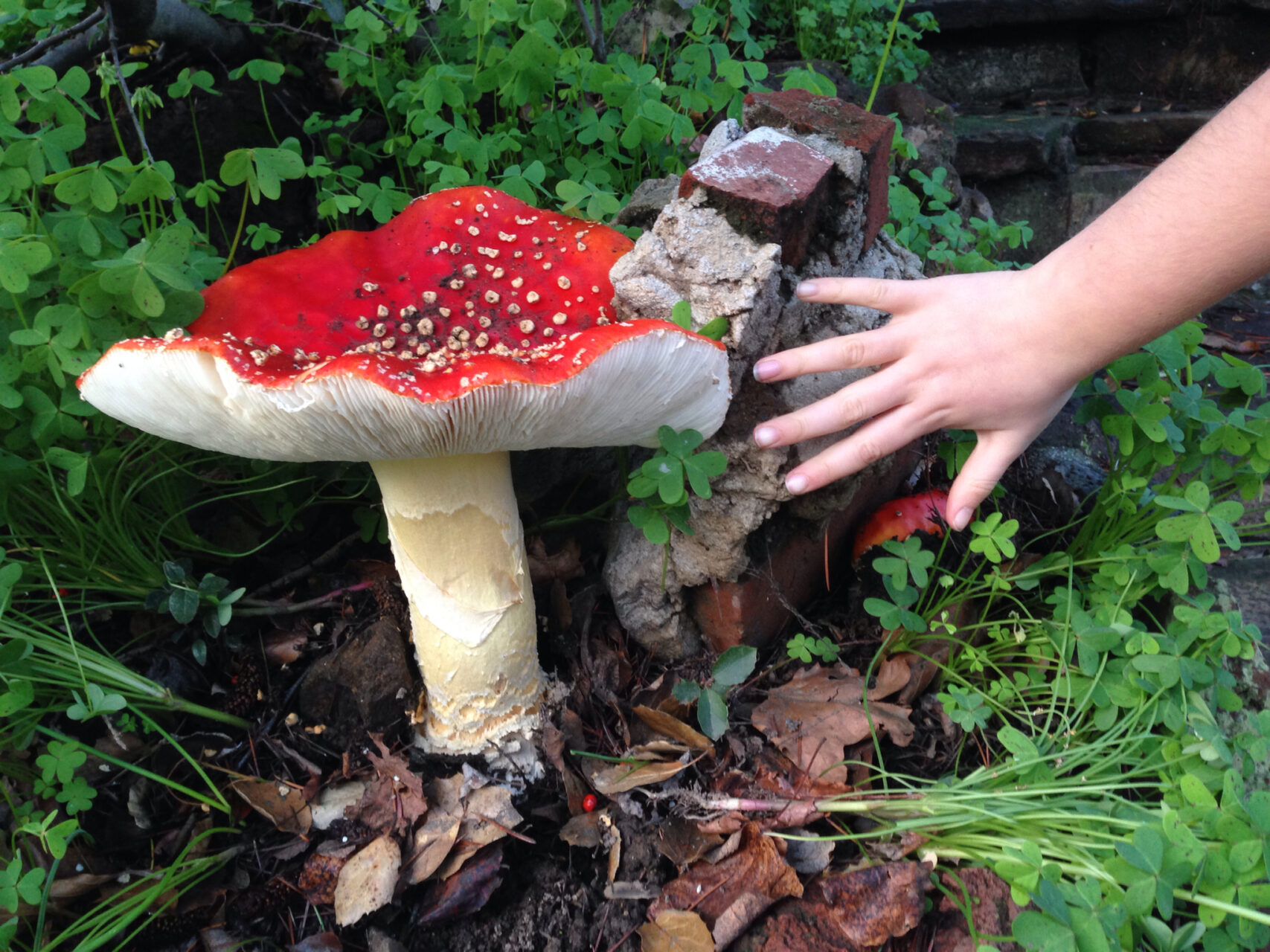 Fly Agaric