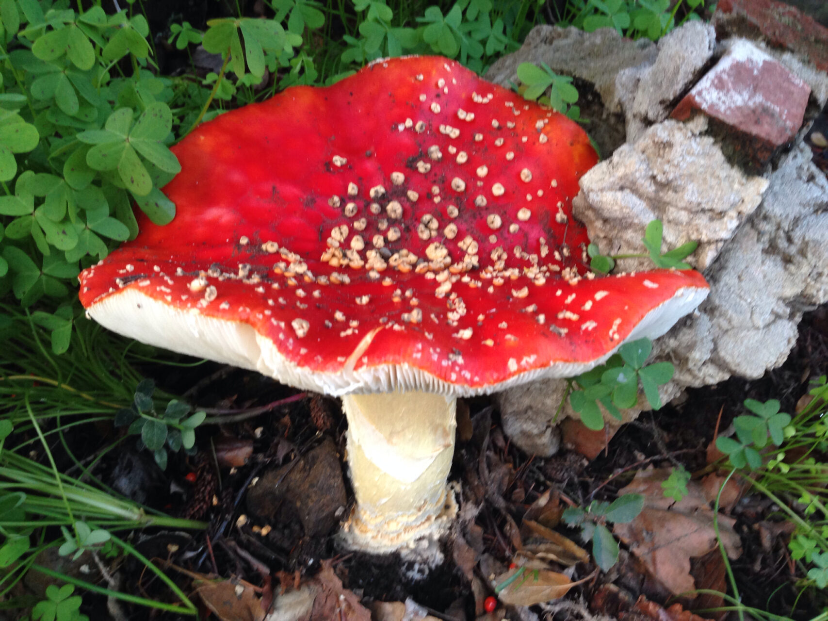 Fly Agaric