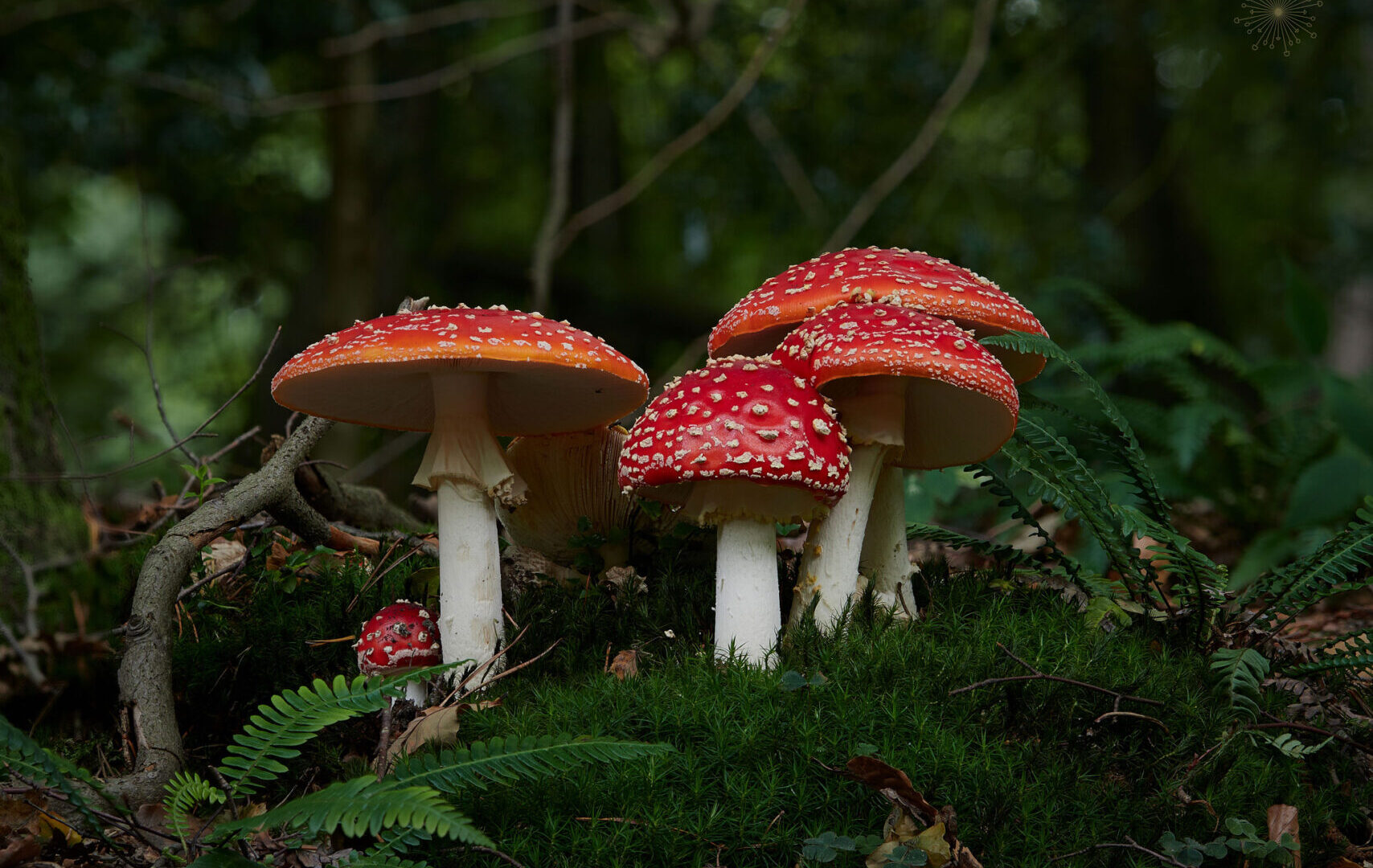 Fly Agaric