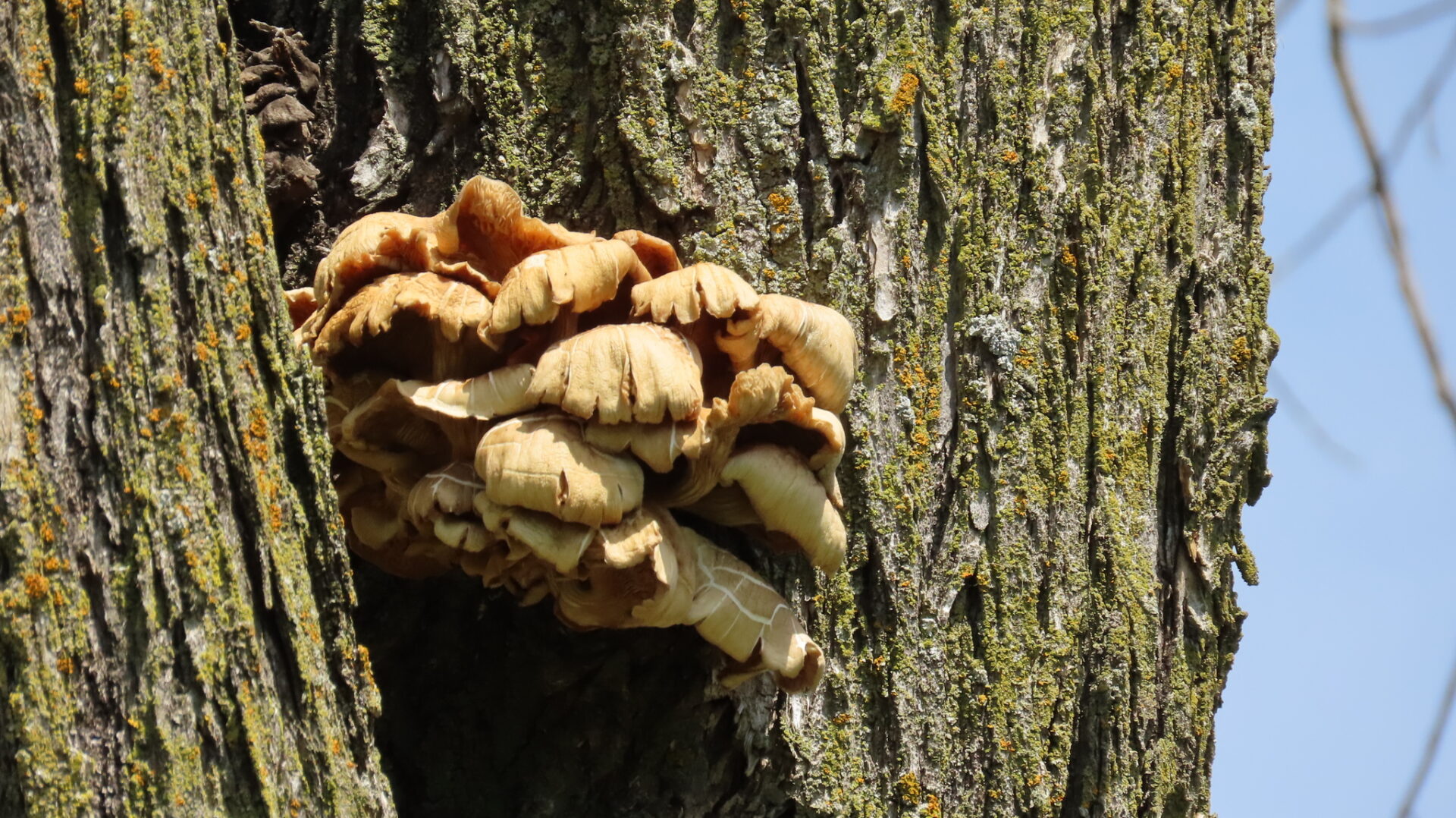 Golden Oyster Mushroom