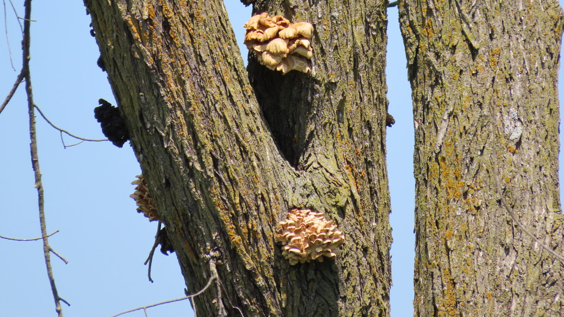 Golden Oyster Mushroom